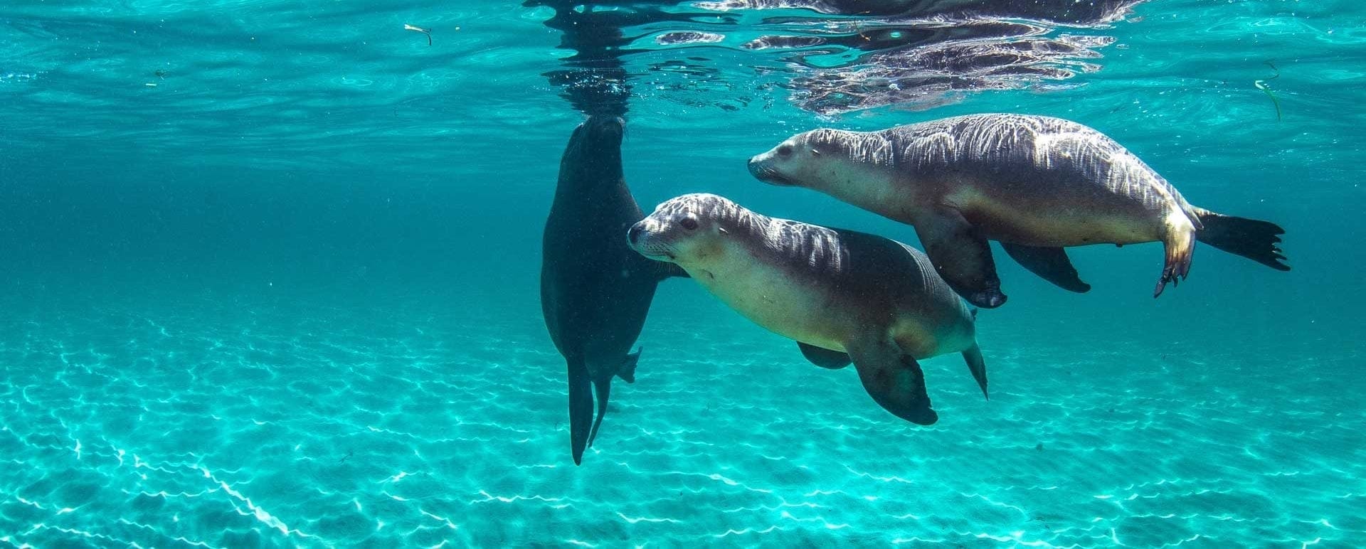 10 Best Outdoor Adventures in Perth, Western Australia, Sea lions, Photo by Charter 1 Carnac Eco Tours - https://www.charter1.com.au/day-tours/carnac-island/