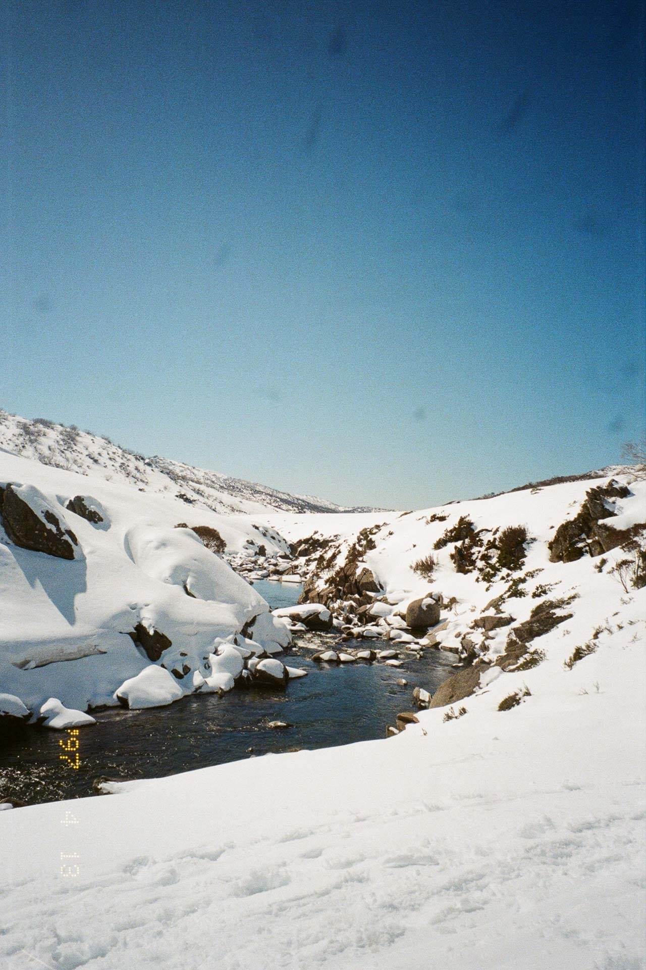 Snowy River blue bird