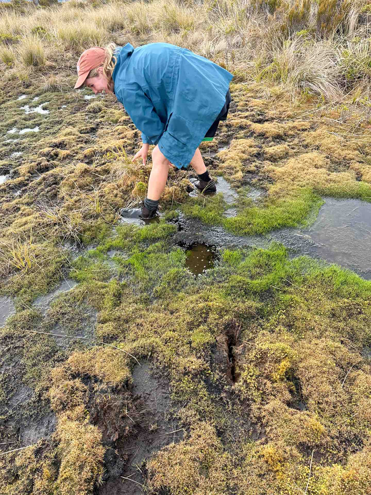 Mount Fox Route – New Zealand’s Fox Glacier’s Greatest Scramble, Photo by Connor Fisher, nz hikes, fox glacier, day hike, hiker traversing boggy ground on the mount fox route