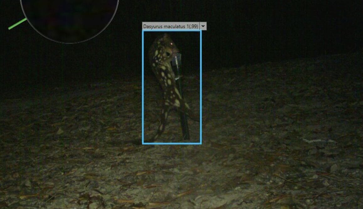 AI-Camera-Trap-detects-Tiger-Quoll_AWC