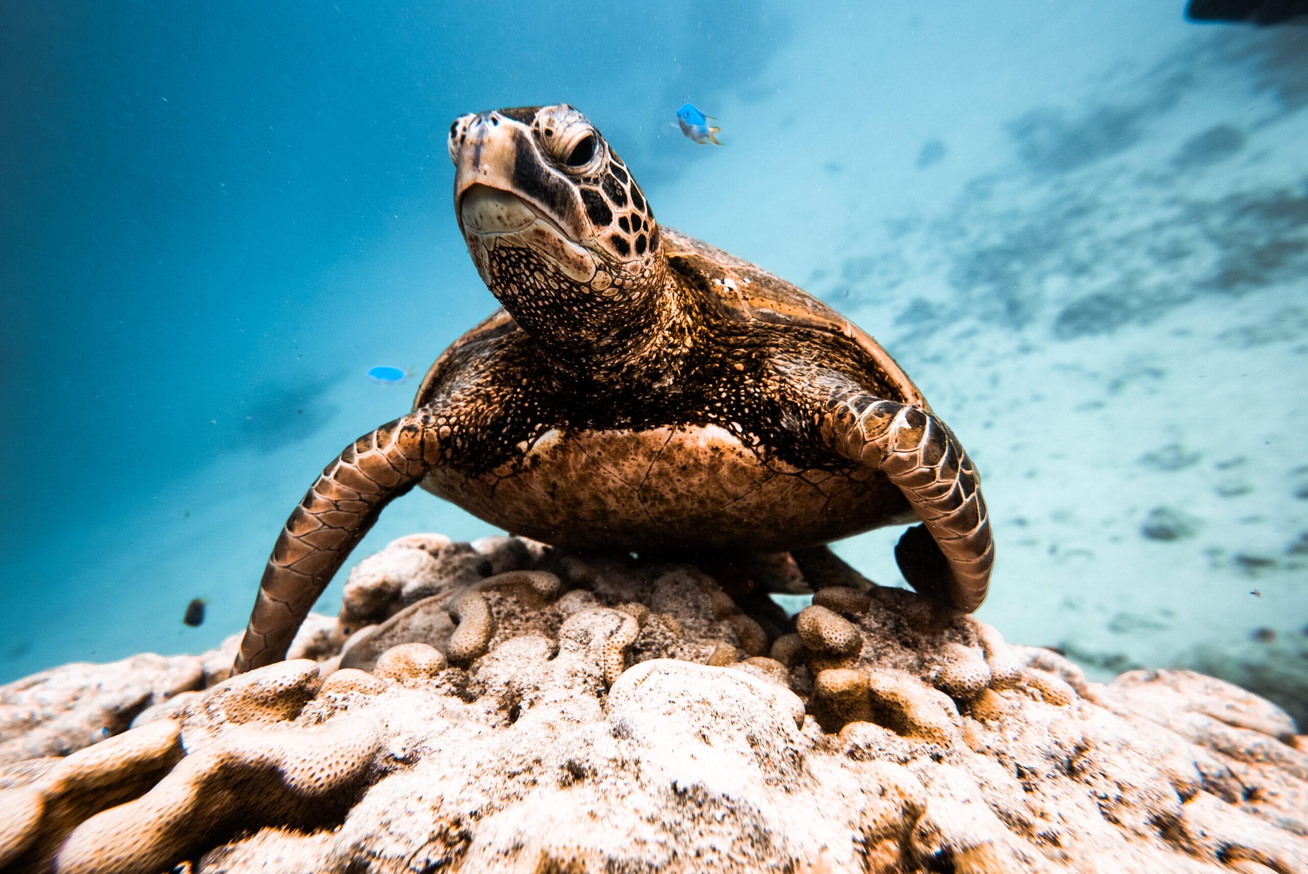 Dive, snorkel or swim with turtles | Photo Supplied by Isabella Borriello