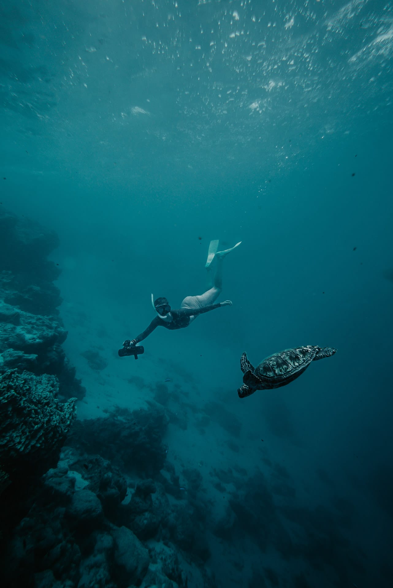 Sea Scooter Safaris and Cross-Island Hiking: Untapped Adventure on The Cook Islands, Photos by Isabella Borriello, Ariki Adventures, diver, Green sea turtle, underwater