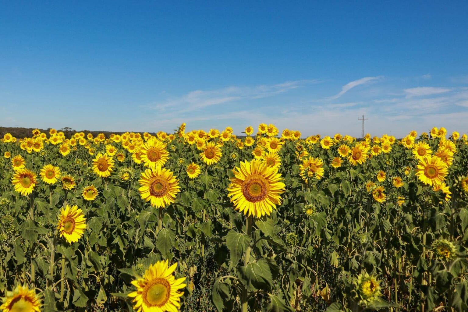 Sunflowers Melbourne | Dunnstown Pick Your Own Sunflowers Field - We ...