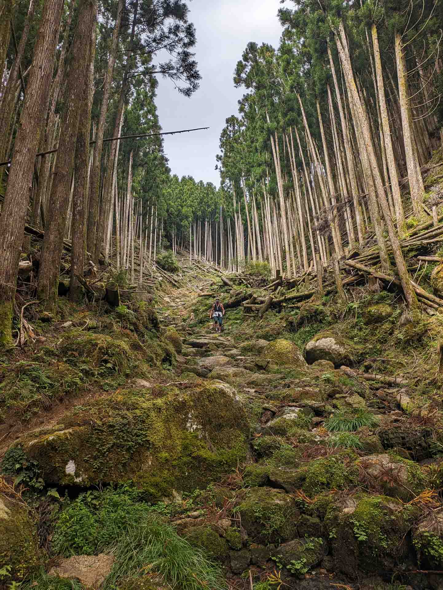 5 Beautiful Day Hikes in Japan, Photos by Ben Phillips, Japan, Cedar forest, Kumano Kodo