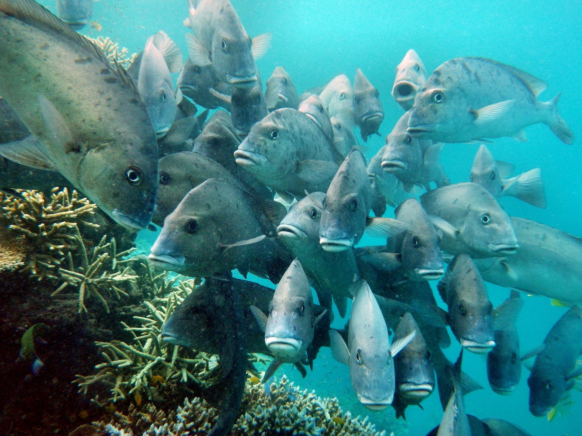 Eyeballing Predators on My First Trip to Cairns, Photo by Paul Toogood via Flickr, School of fish, great barrier reef, Cairns