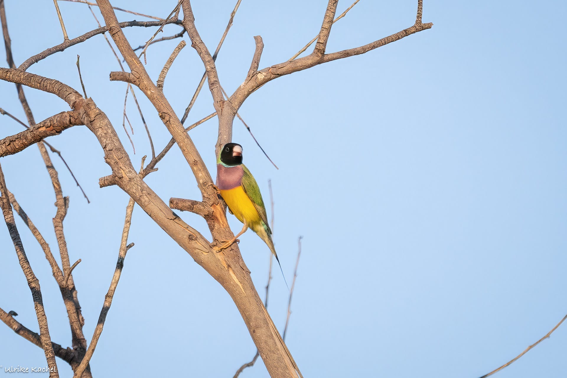 Lee Point Camp in Darwin is a Place of Decolonial Climate Activism, photo sourced from Friends of Lee Point, gouldian finch, bird, native animal