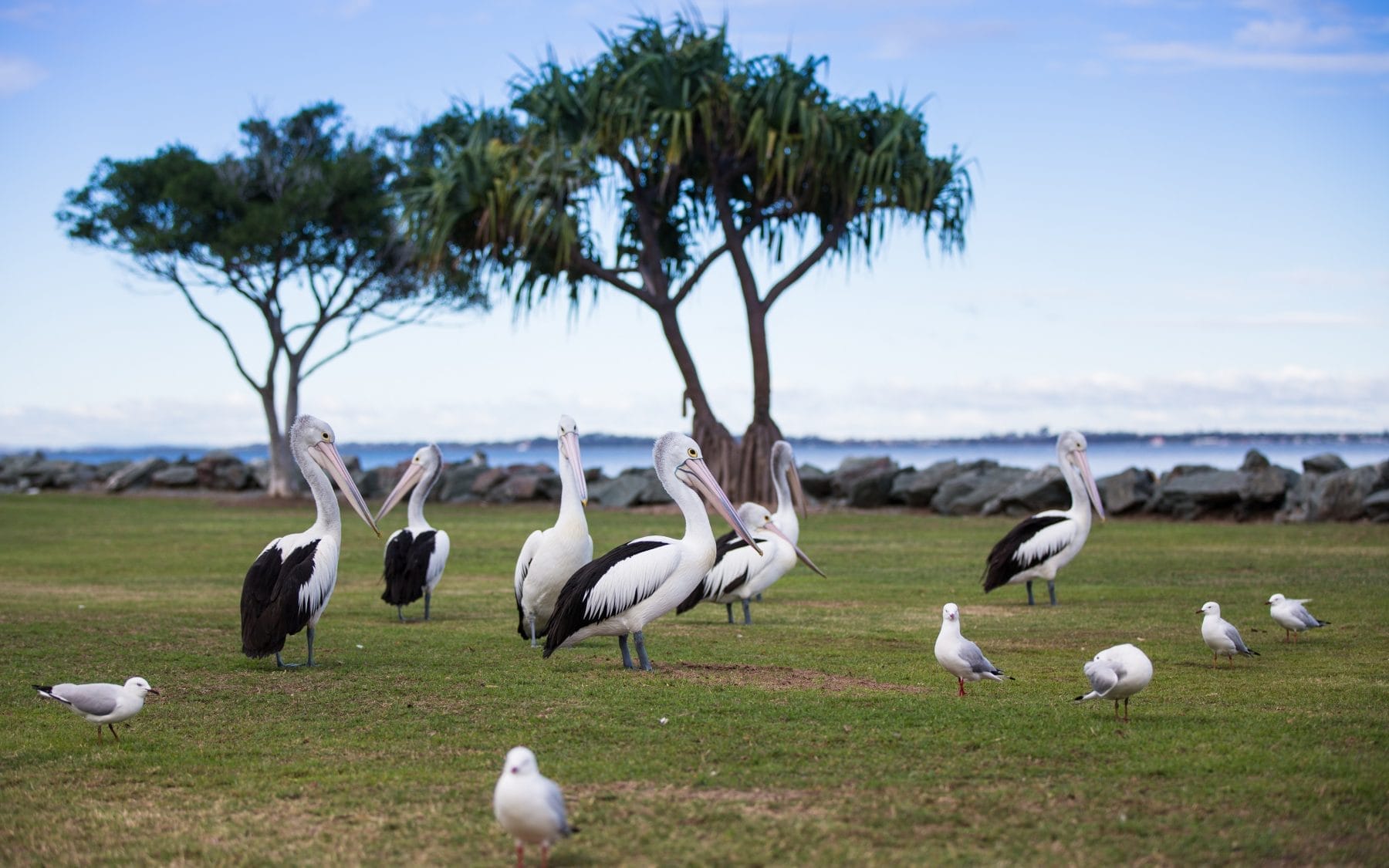 Bells Caravan Park, Top Brisbane Caravan Parks