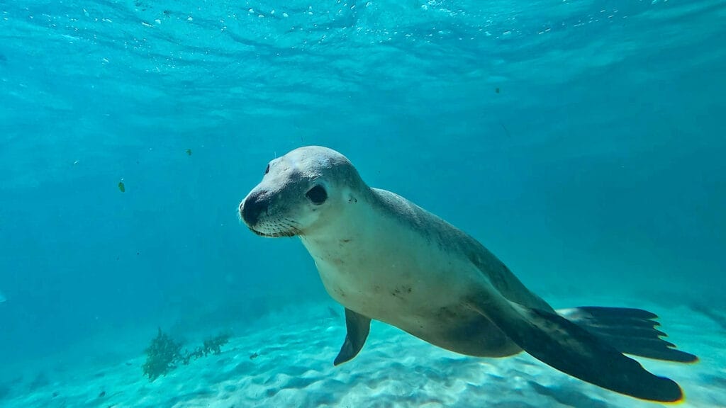 Say Hello to Australian Sea Lions at Green Head on the Coral Coast, WA, Photo by Lisa Ikin, western australia, coastal adventures, beach, australian sea lion swimming