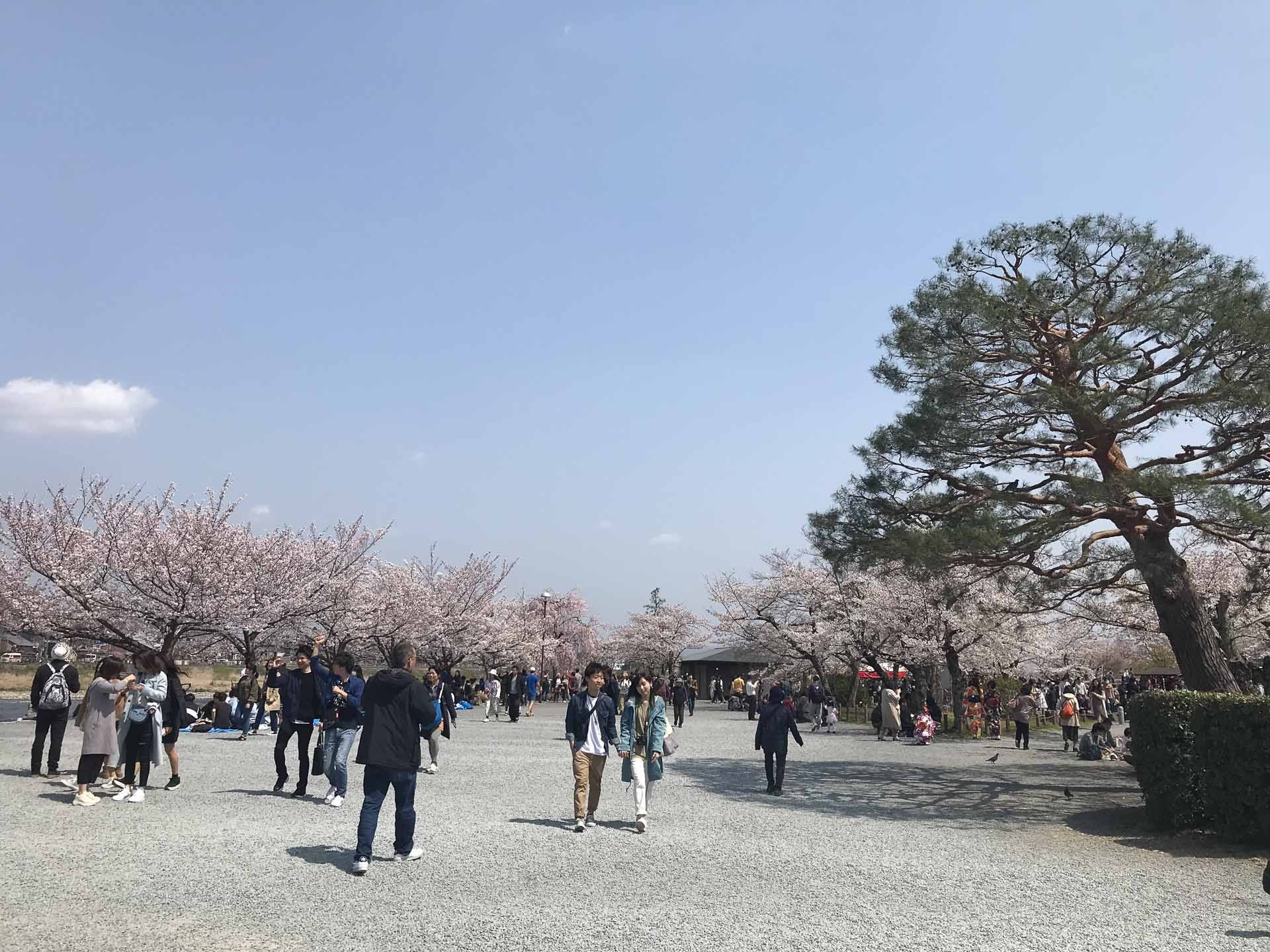 Everything You Need to Know About Visiting Japan in Cherry Blossom Season, Photos by Caitlin Robson, Kyoto, Arashiyama Park