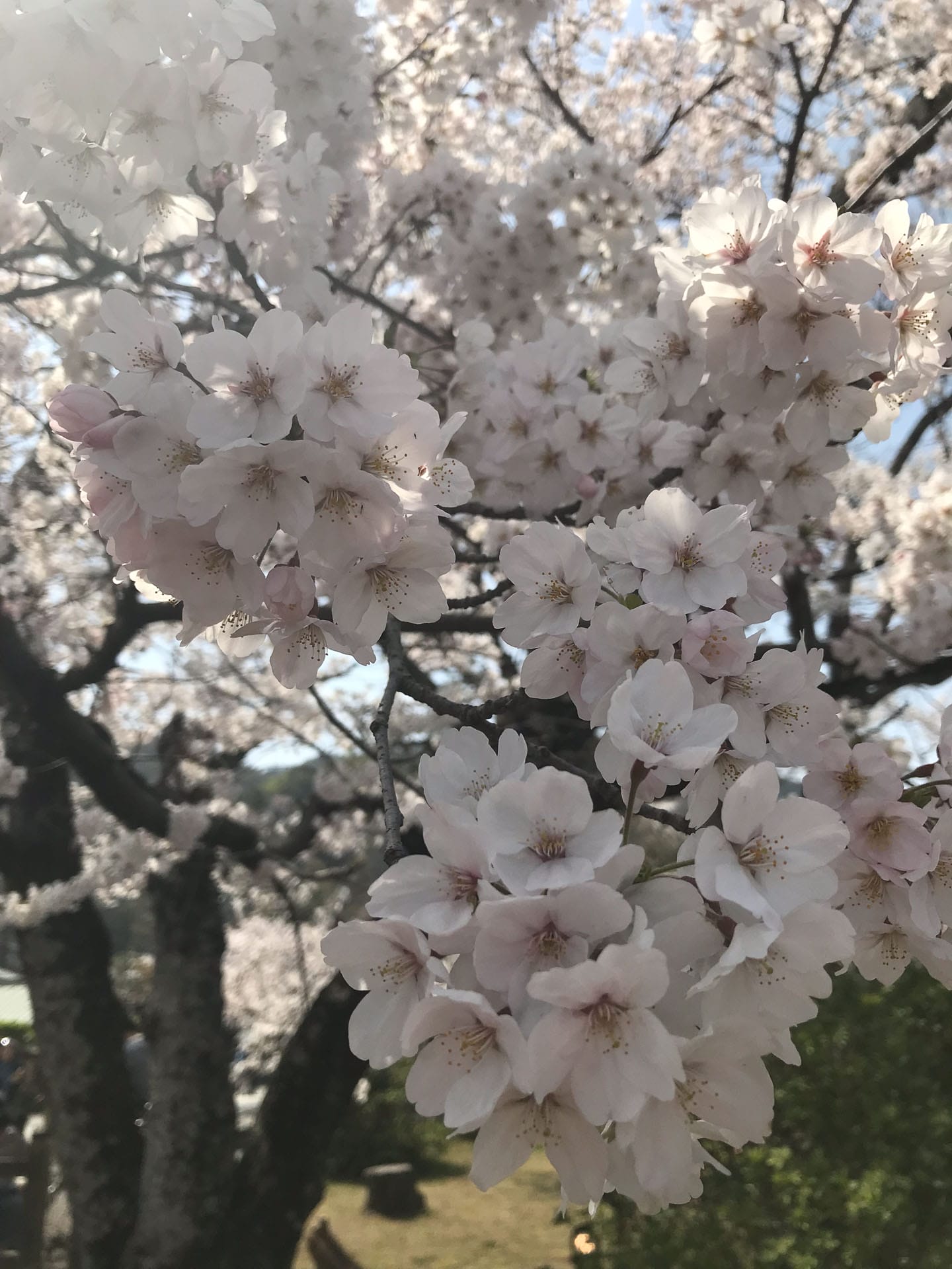 Everything You Need to Know About Visiting Japan in Cherry Blossom Season, Photos by Caitlin Robson, Hiroshima