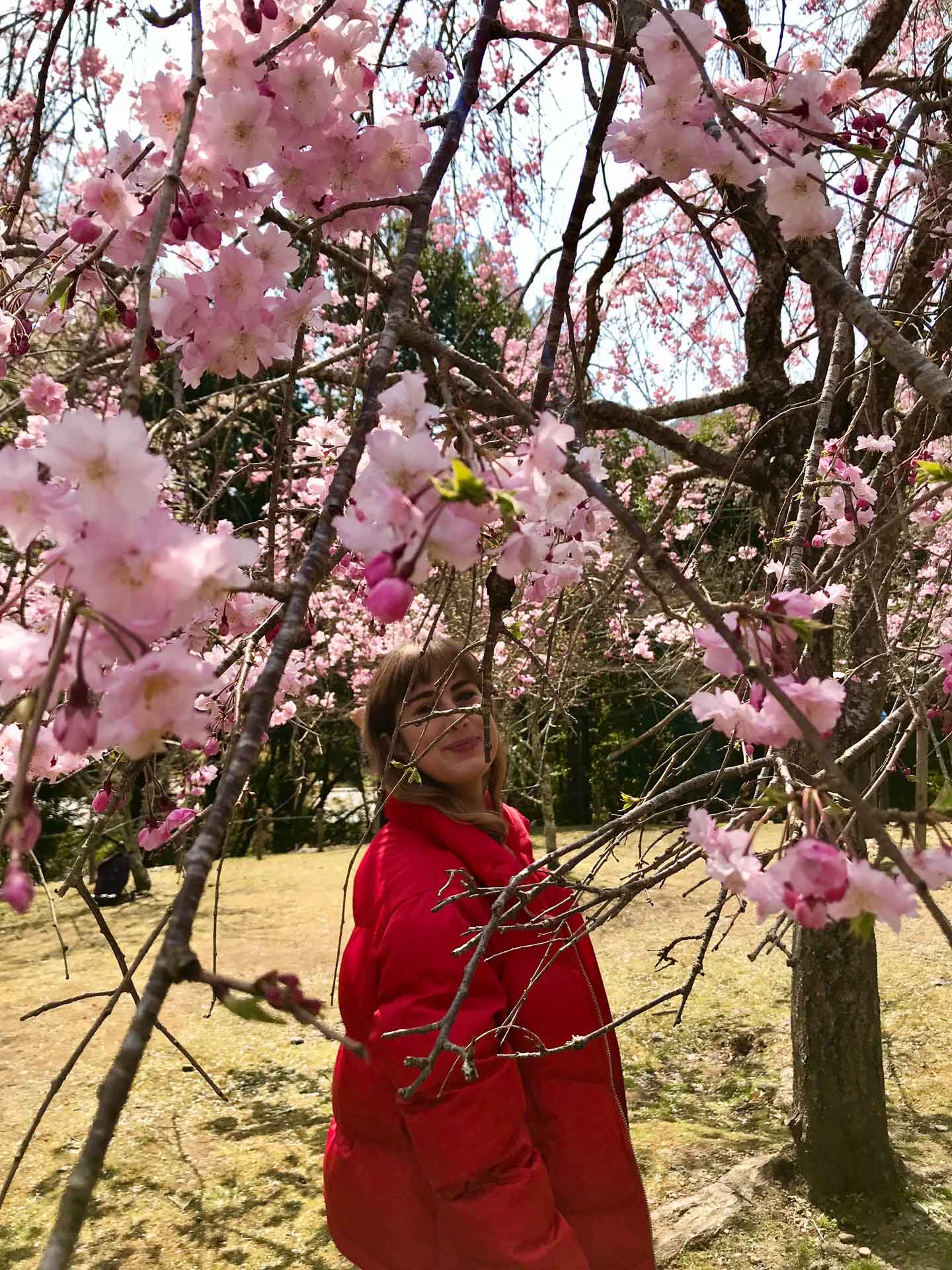 Everything You Need to Know About Visiting Japan in Cherry Blossom Season, Photos by Caitlin Robson, Kyoto, Arashiyama Park, pink flower