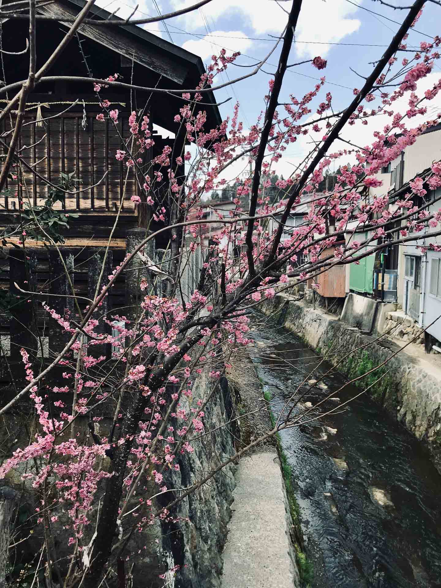 Everything You Need to Know About Visiting Japan in Cherry Blossom Season, Photos by Caitlin Robson, Takayama