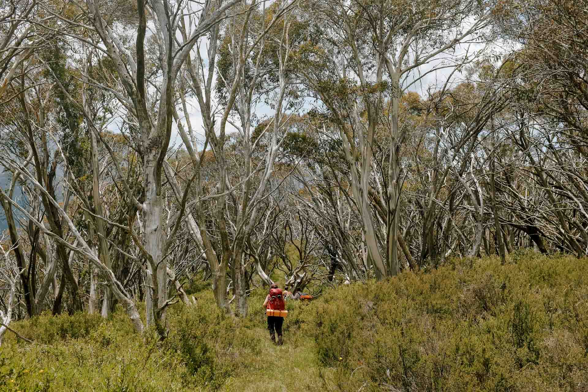 The Bogong Traverse – 5 Totally Maxed-Out Days Through the Heart of the Victorian Alps, Photo by Taylor Bell, victorian alps, victoria hikes, victorian high country, multi-day hikes