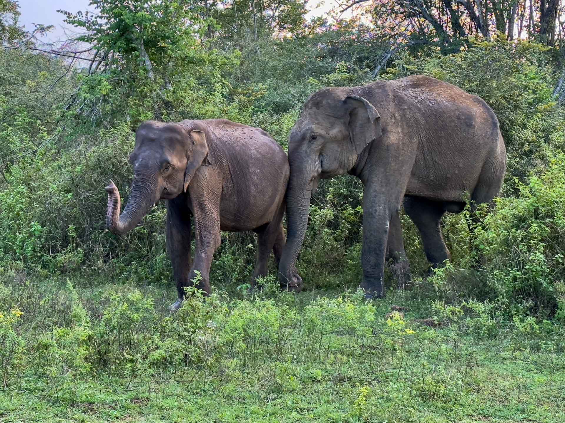 7 Ways To Unleash Your Adventurous Side in Sri Lanka, Photo by Julia D'Orazio, international, south asia, elephants, udawalawe national park