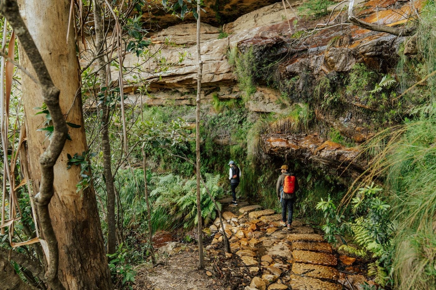 Grand Cliff Top Walk_Undercliff Track _credit RBrand DCCEEW