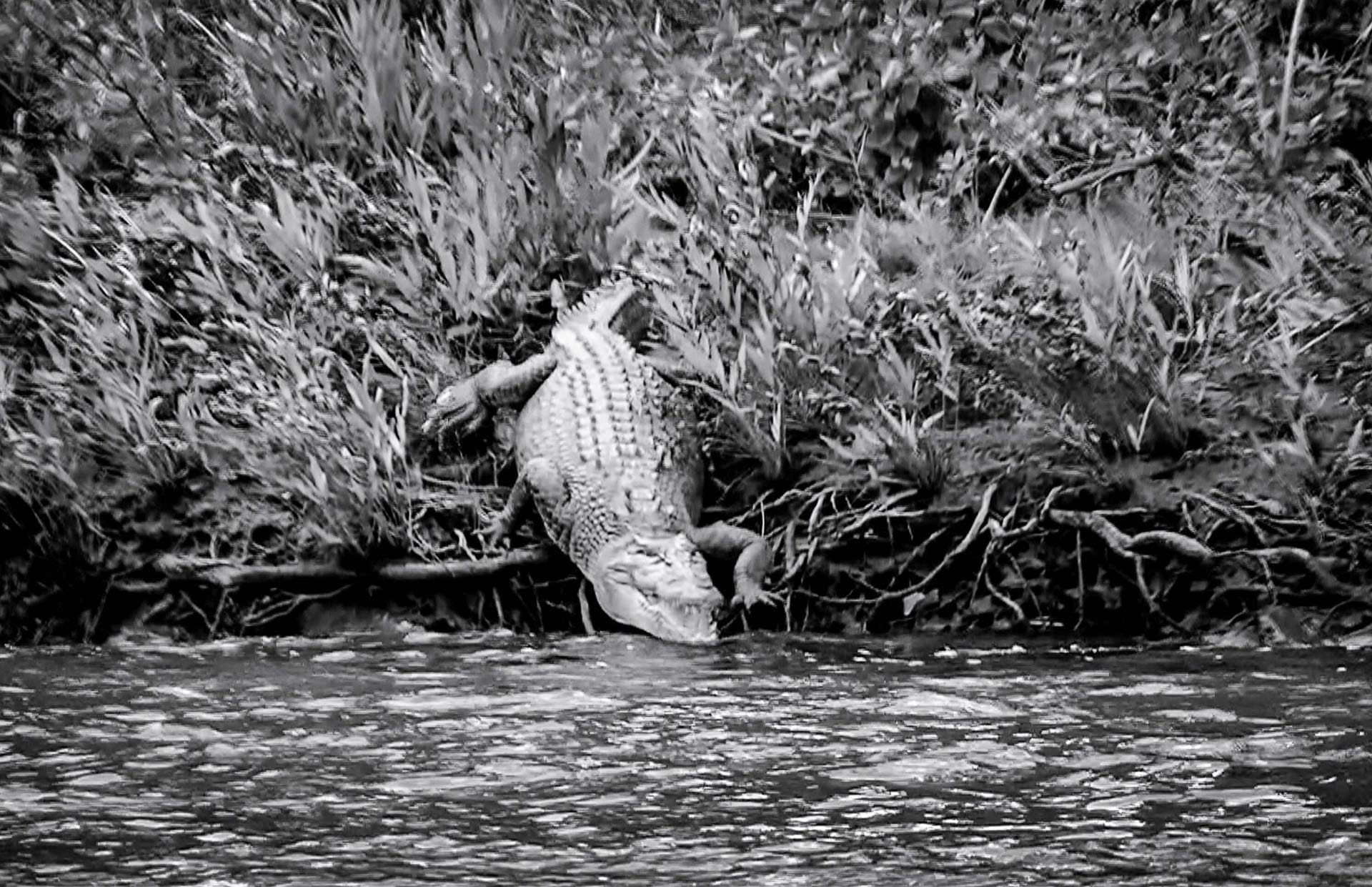Finding Faith in the Far North, Photo by Bradley Schmidt, far north queensland, tropical north, black and white phot of crocodile on river banks