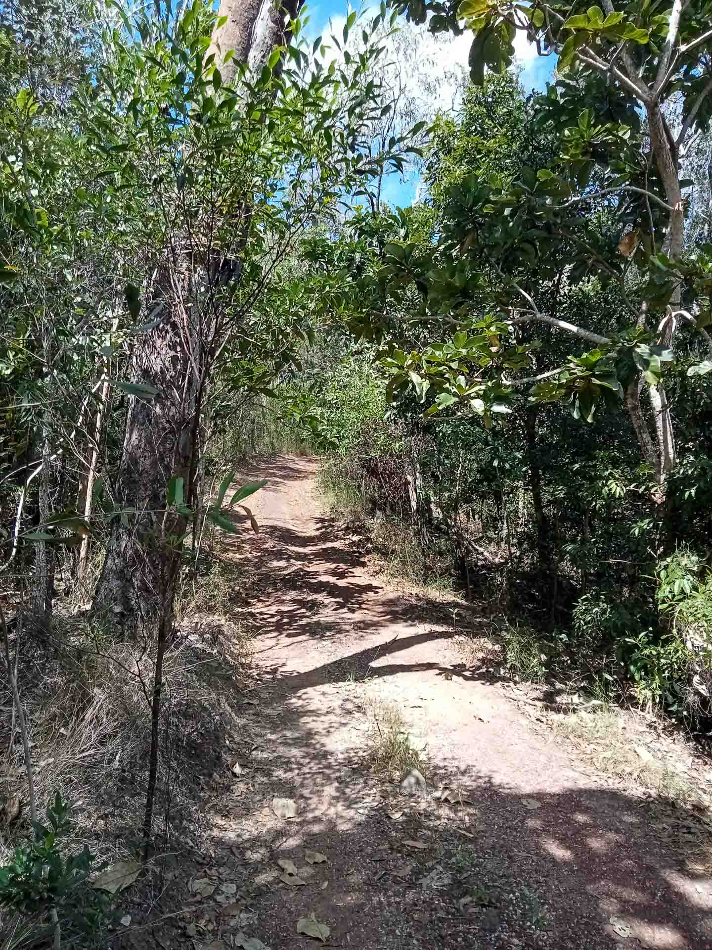 Finding Faith in the Far North, Photo by Bradley Schmidt, far north queensland, tropical north, unsealed road, forest