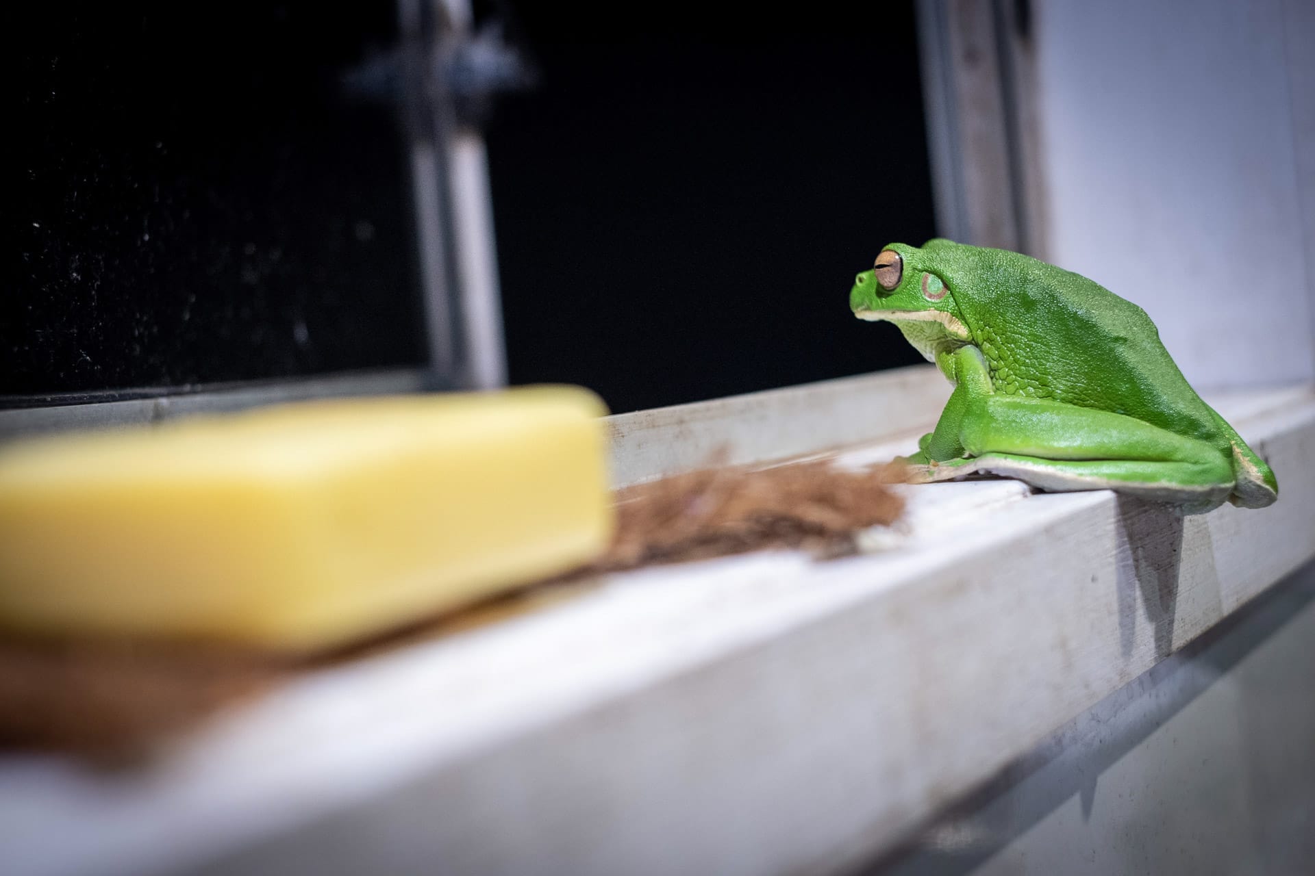 Finding Faith in the Far North, Photo by Bradley Schmidt, northern territory, tropical north, green tree frog on window sill