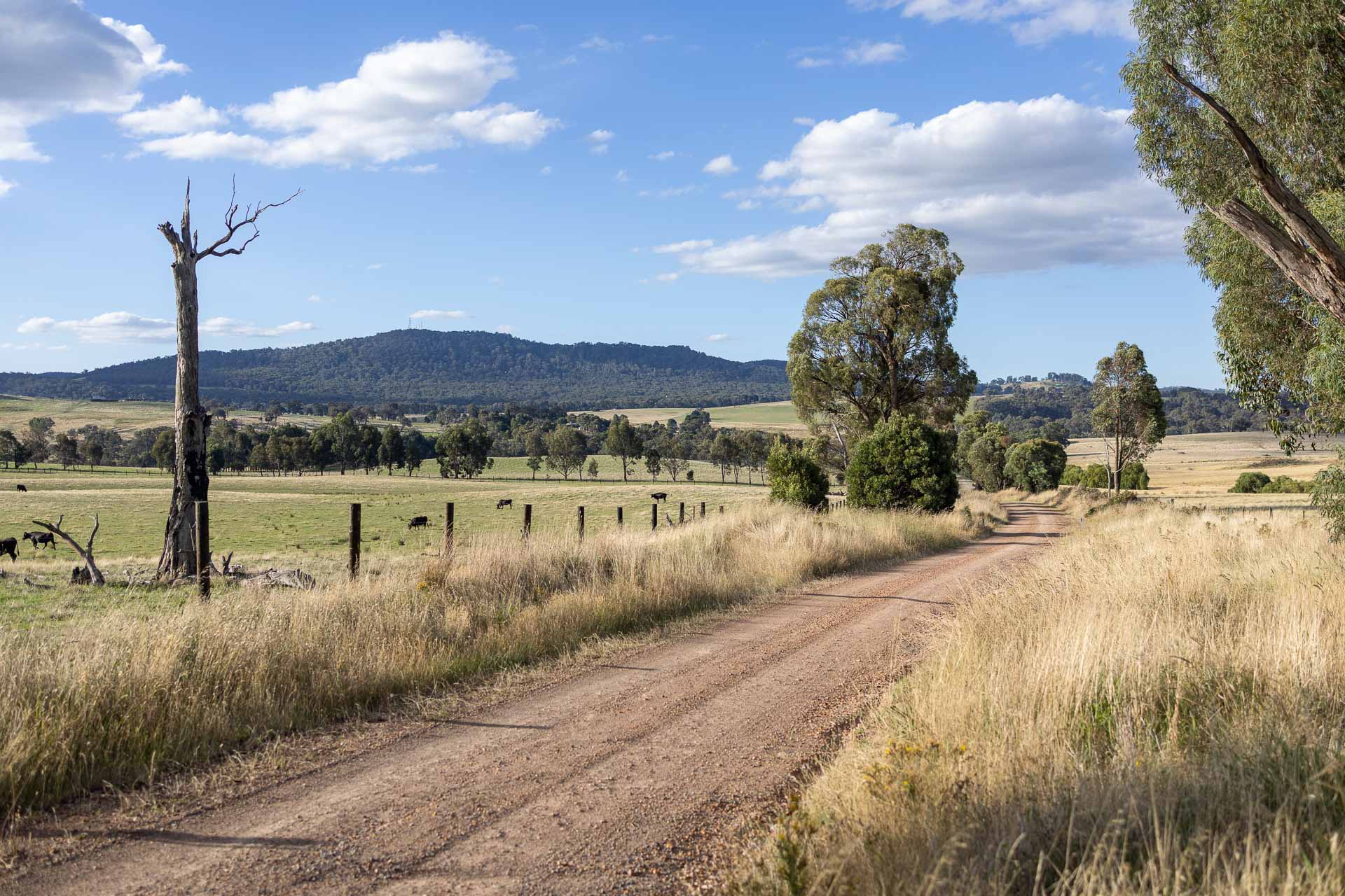 Our Bikepacking Trip Through the Strathbogie Ranges in Central Victoria, shot by @_lachiet, gravel, road, blue sky, dry grass