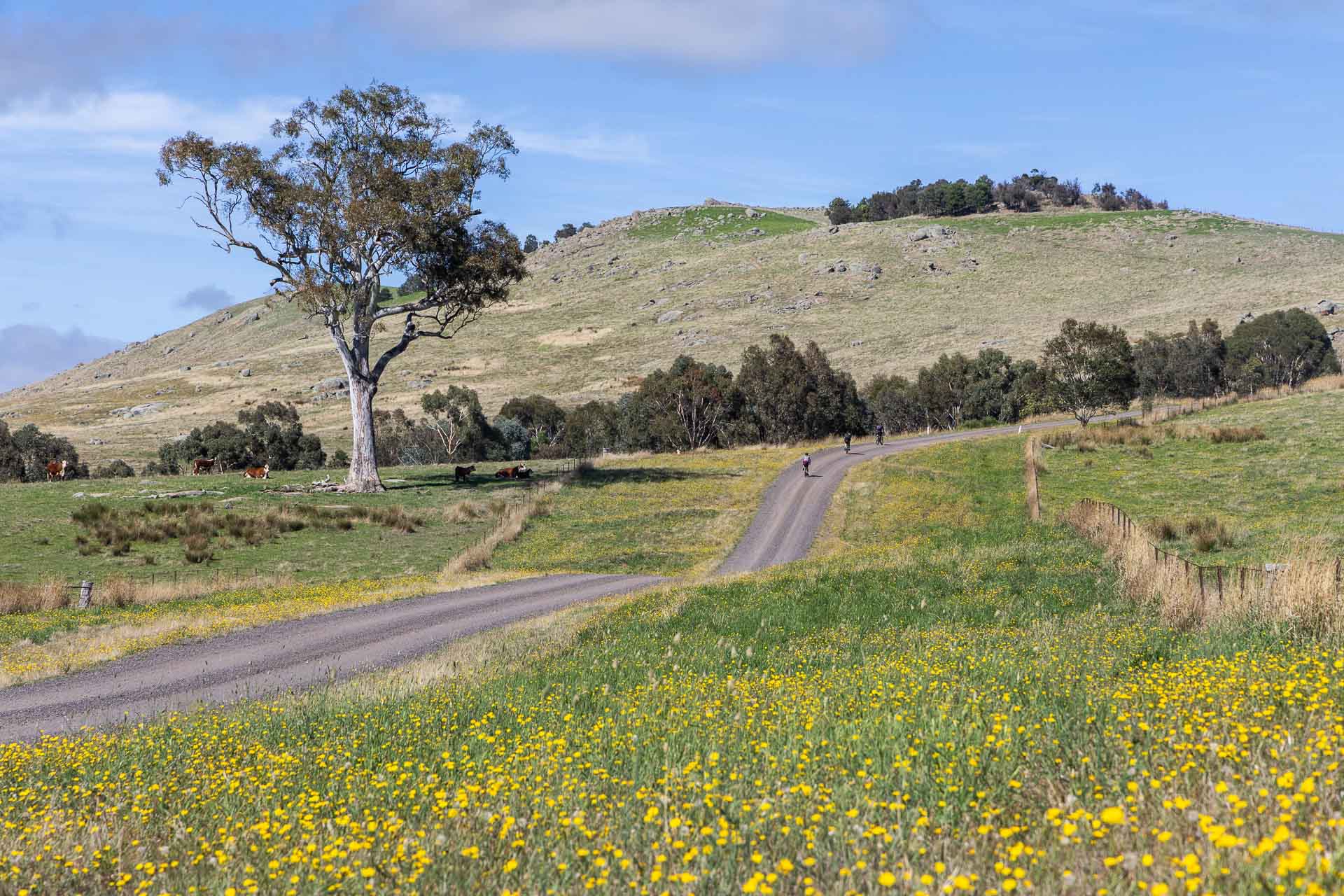 Our Bikepacking Trip Through the Strathbogie Ranges in Central Victoria, shot by @_lachiet, gravel road, cyclists, bike riding, gravel bike, yellow flower
