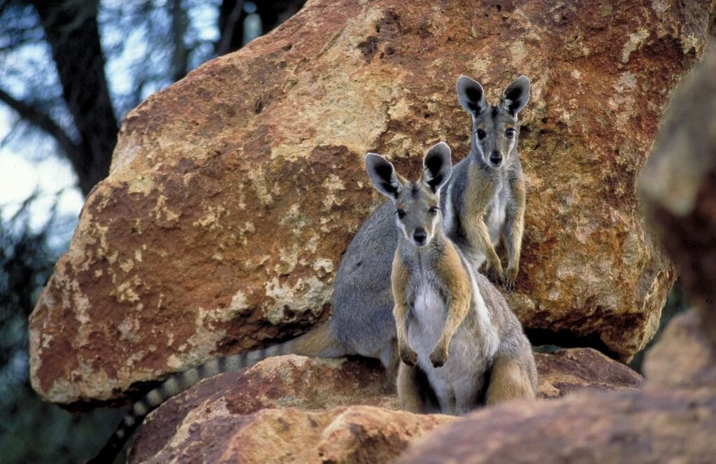 Yellow-Footed Rock Wallaby