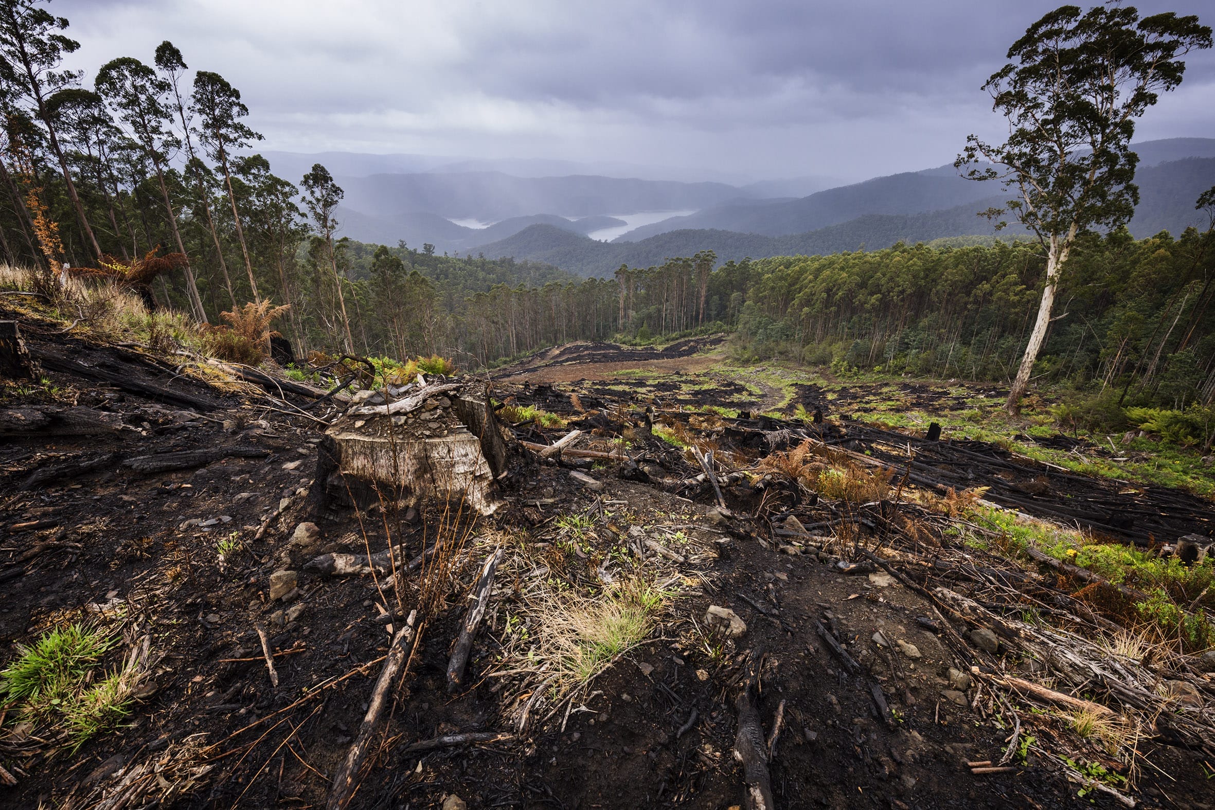 Logging Thomson Dam Chris Taylor