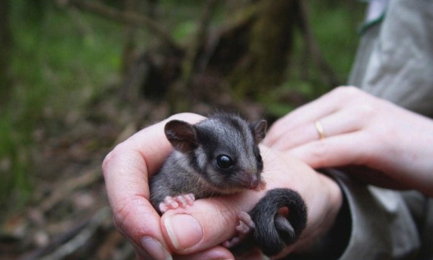 The endangered Leadbeater's Possum / Great Forest National Park