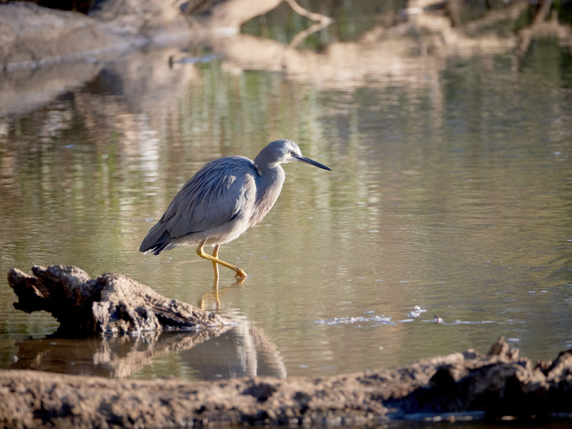 Best Walks in Melbourne, Photo via Visit Victoria, White-faced heron, Taken by Ewen Bell, Swan Hill