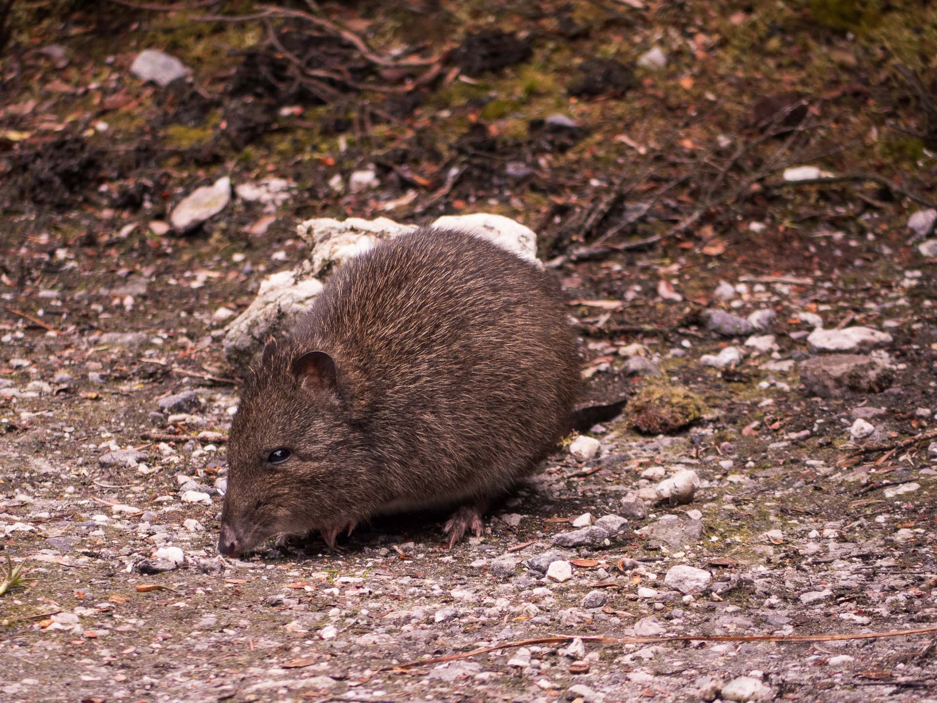 9 Things You Oughta Know Before Walking Tassie’s Western Arthurs Range, Photos by Ben Wells, Tasmania, Dusky Antechinus