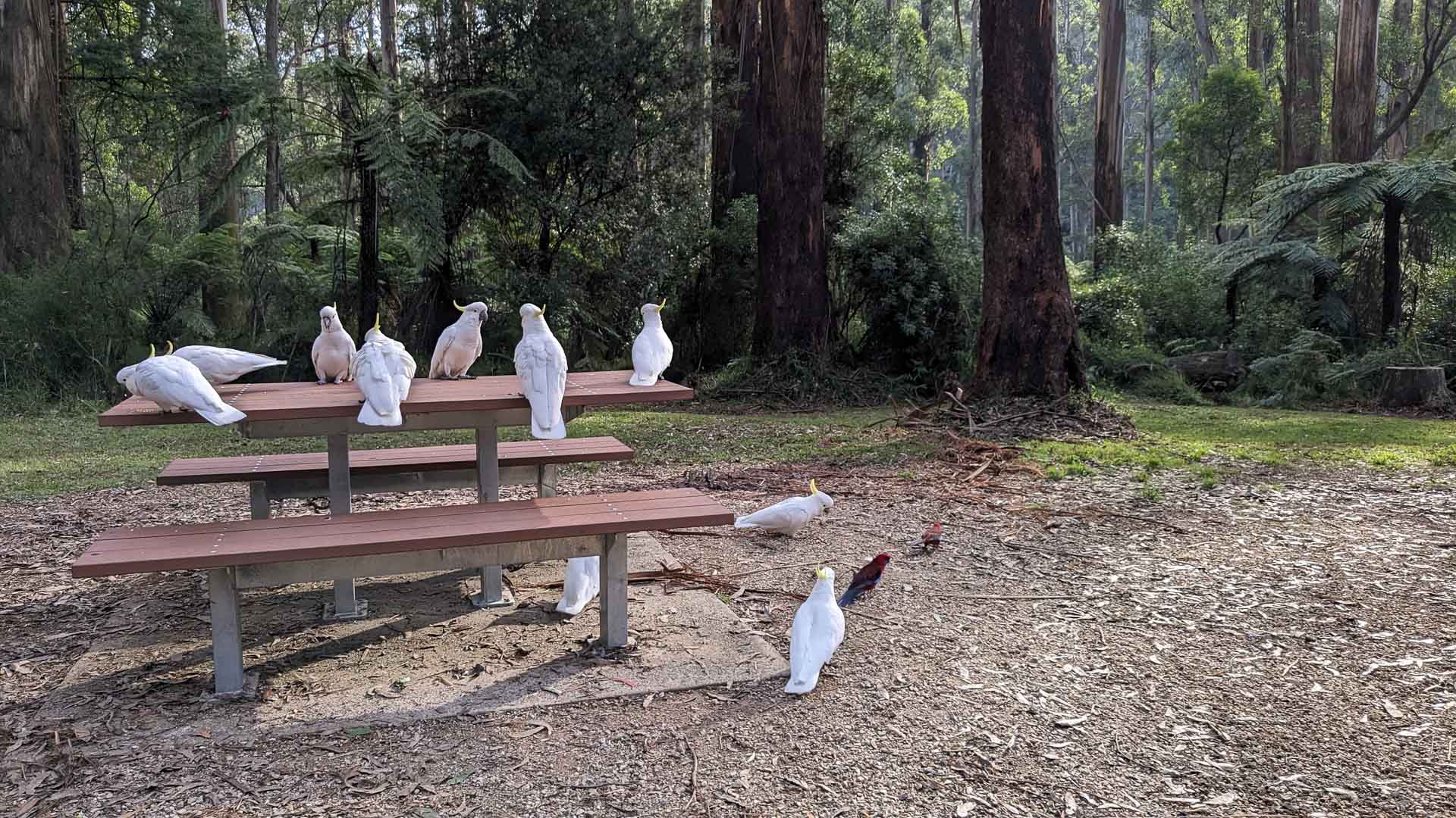 Best Walks in the Dandenong Ranges National Park, Photo by Jess Nehme. Lyrebird Circuit Walk, Cockatoos on bench, Grants Picnic Ground