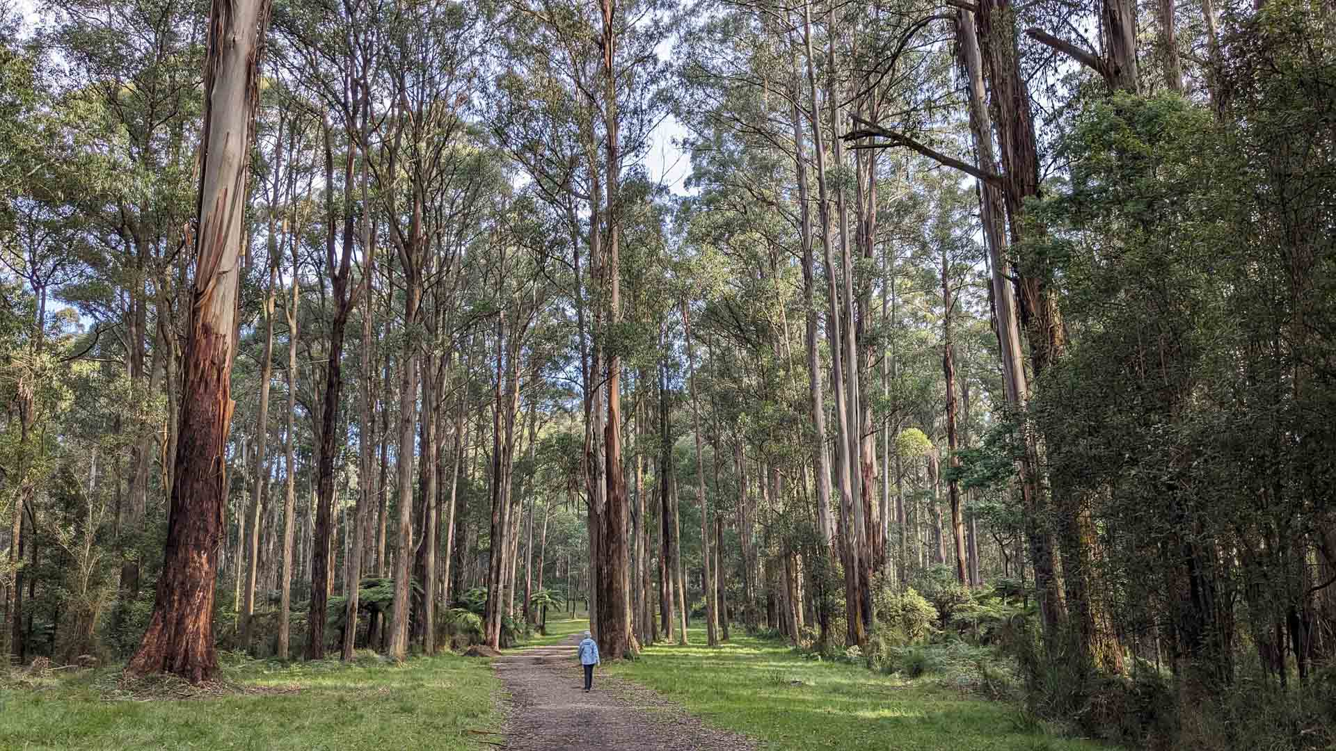 Best Walks in the Dandenong Ranges National Park, Photo by Jess Nehme. Coles Ridge Track, Trailhead, Grants Picnic Ground, Belgrave