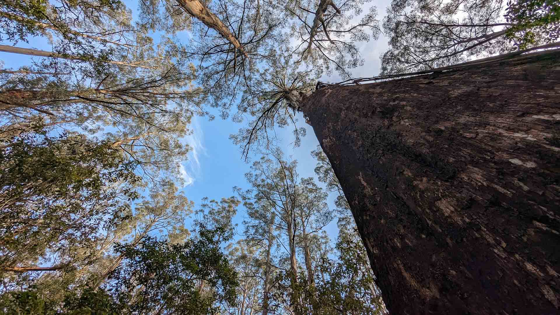 Best Walks in the Dandenong Ranges National Park, Photo by Jess Nehme. Dandenong Ranges, treetops, sky