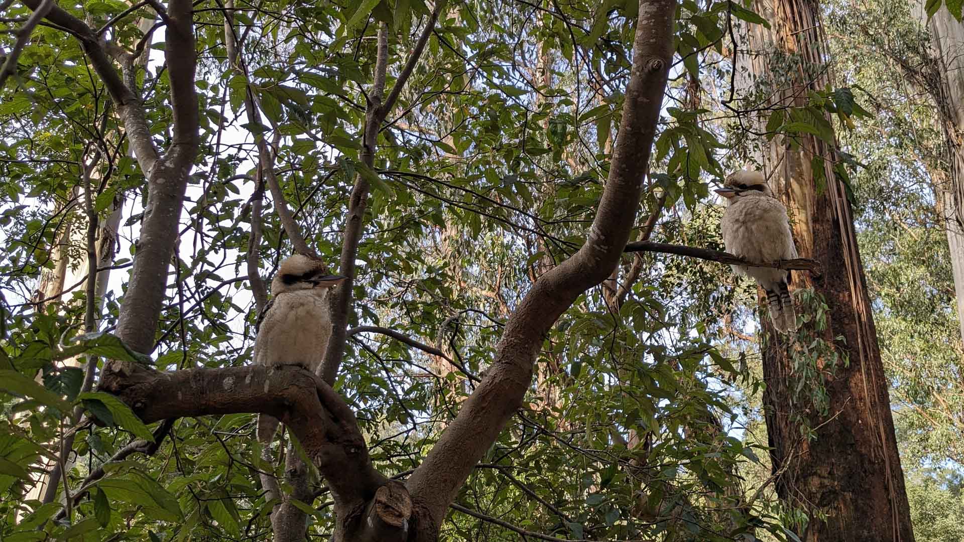Best Walks in the Dandenong Ranges National Park, Photo by Jess Nehme. Grants Picnic Ground, Kookaburras