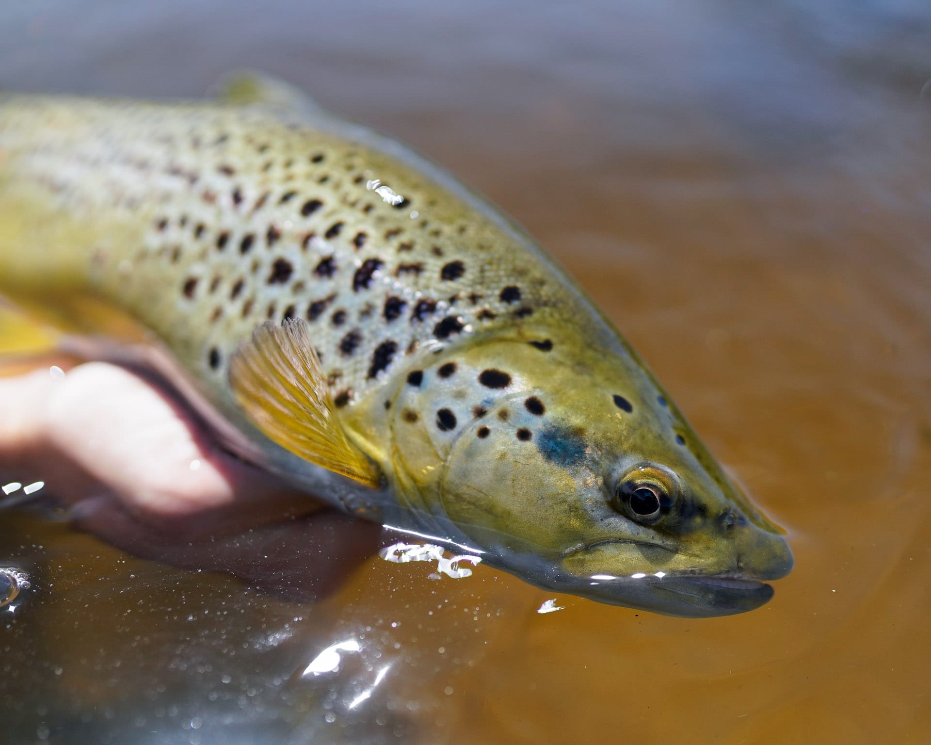 5 Best Fly Fishing Spots Near Melbourne We Are Explorers