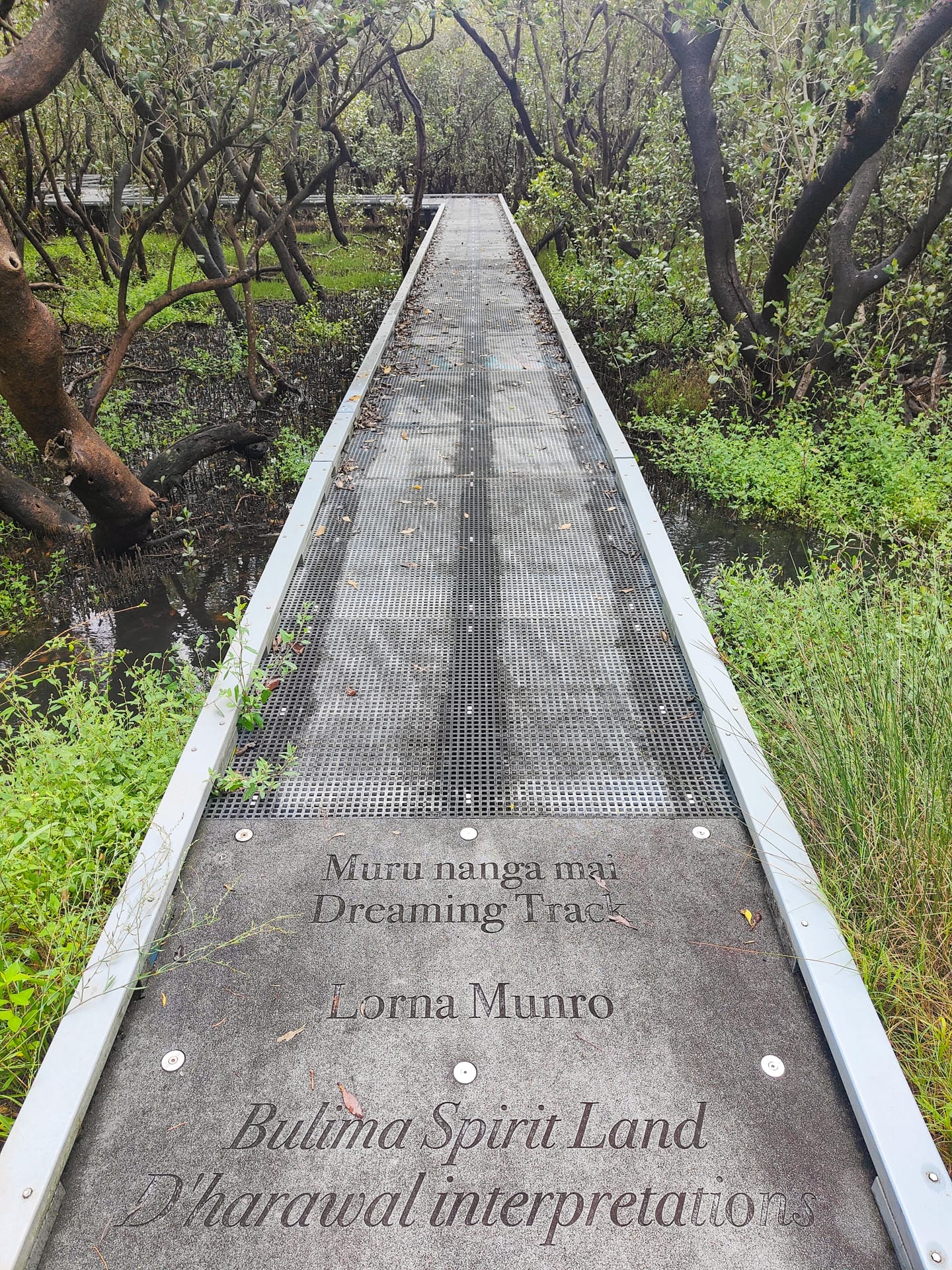 Badu Mangroves: Sydney’s best kept secret, shot by Kate Reynolds, enhanced, Bicentennial Park, NSW, boardwalk, mangrove