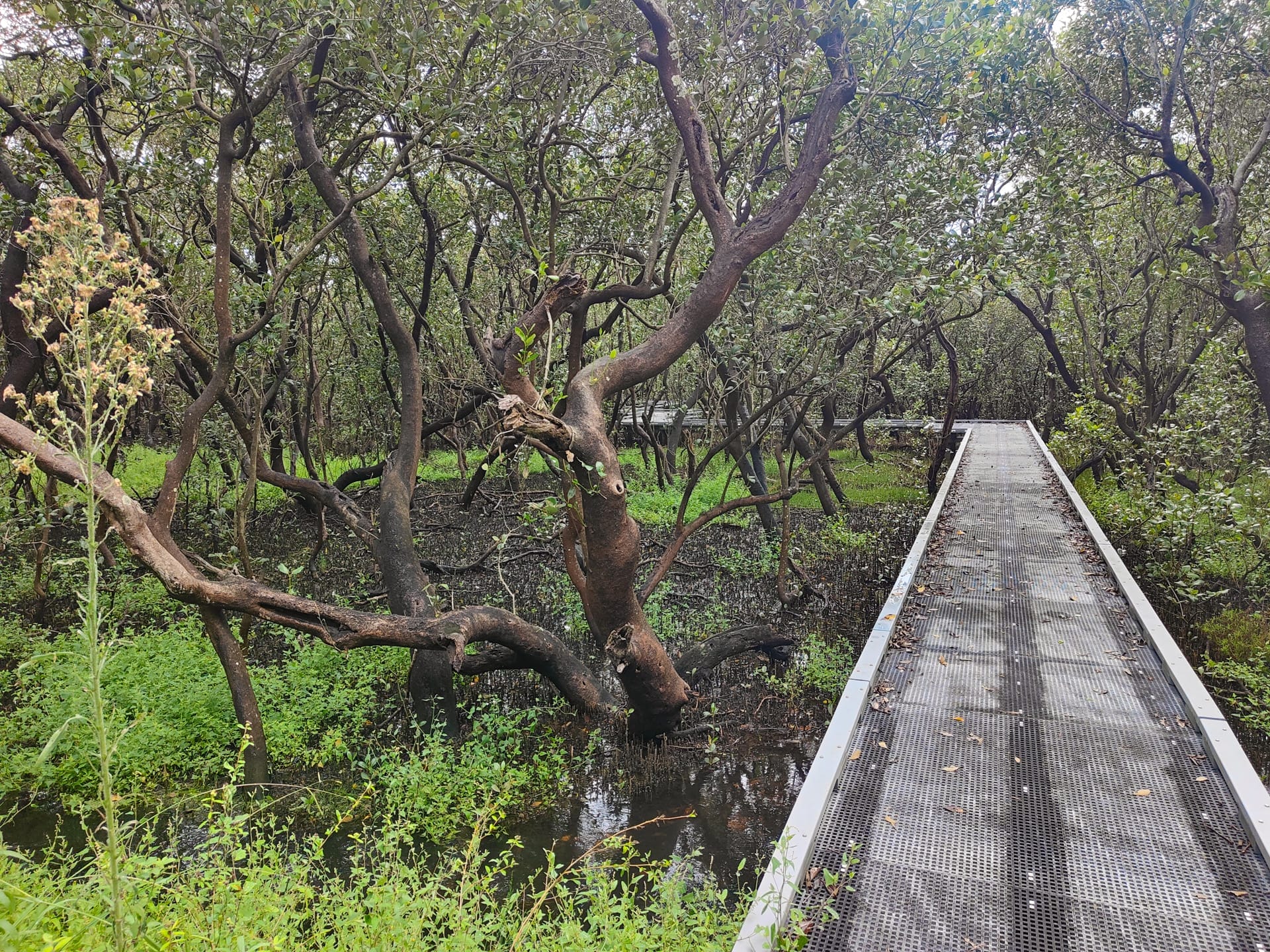 Badu Mangroves: Sydney’s best kept secret, shot by Kate Reynolds, enhanced, Bicentennial Park, NSW, boardwalk, mangrove