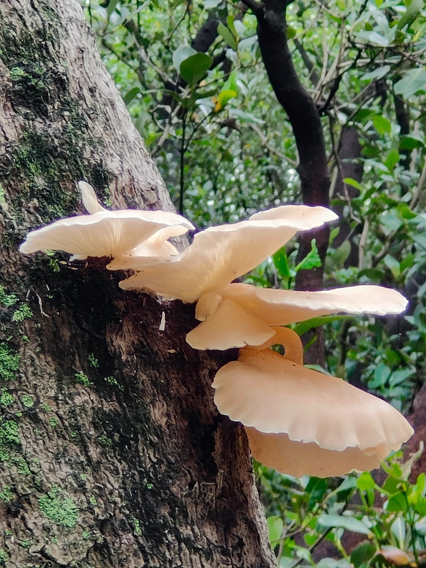 Badu Mangroves: Sydney’s best kept secret, shot by Kate Reynolds, Enhanced Bicentennial Park, NSW, fungi