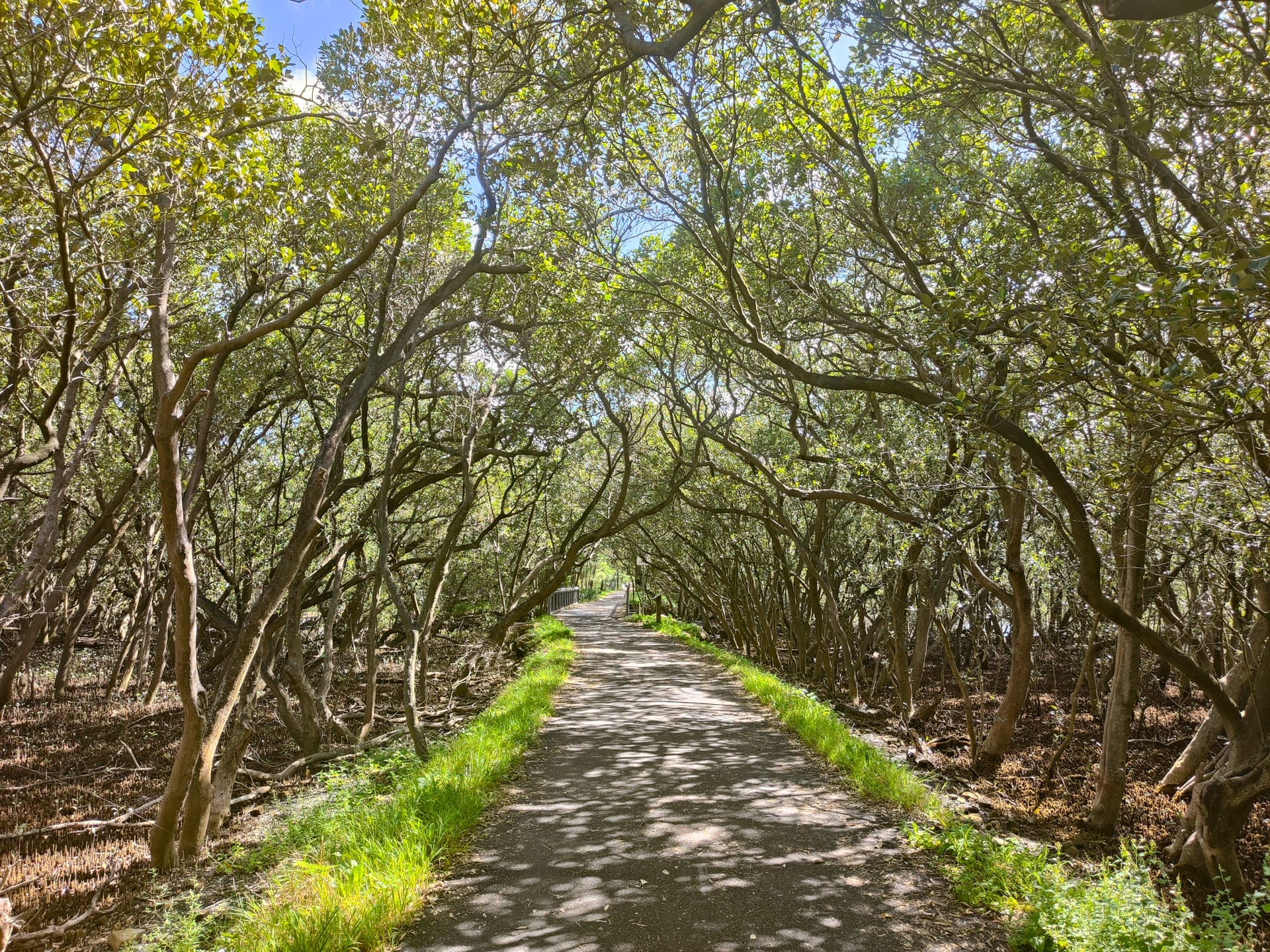 Badu Mangroves: Sydney’s best kept secret, shot by Kate Reynolds, enhanced, Bicentennial Park, NSW, mangrove, tree arch