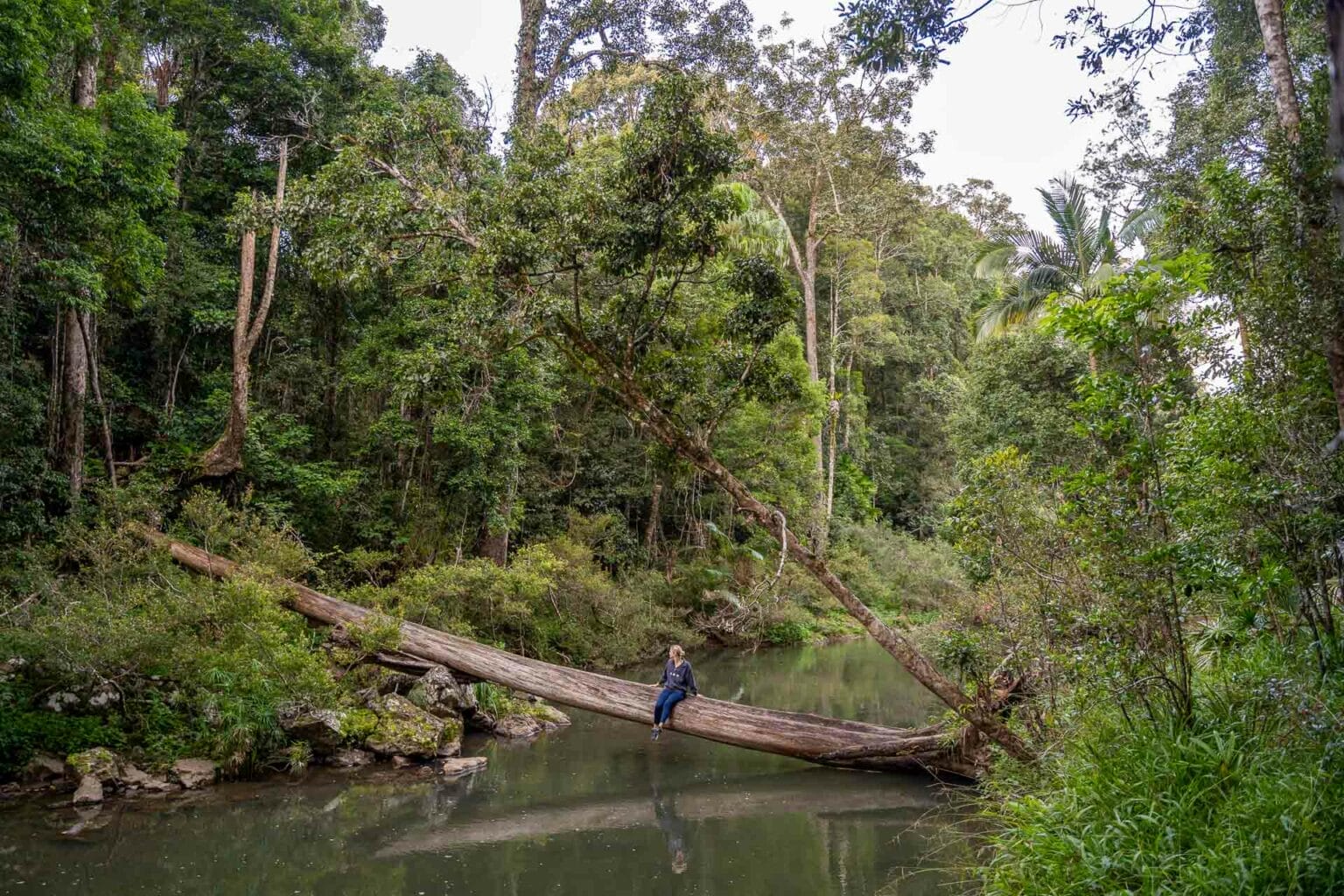 Eungella National Park Guide | Mackay Isaac, Queensland - We Are Explorers