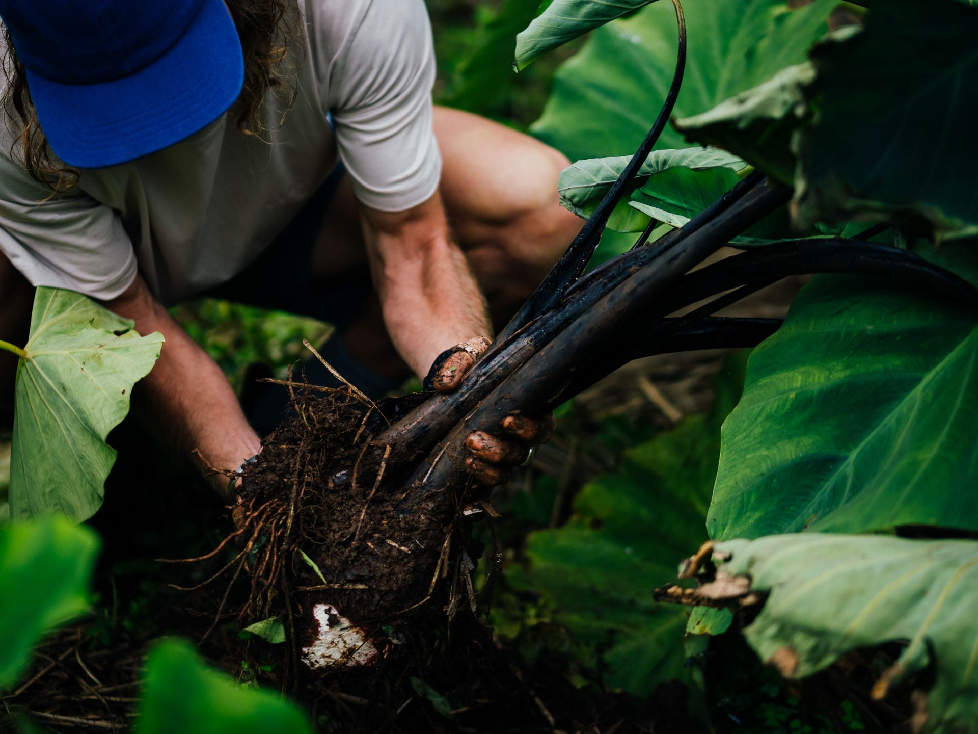 Discovering the Heart of Hawaiʻi: Farming Kalo in Waimea Valley, Hawaii, Photography by Matt Horspool, Etchd Photograhy. farming, root vegetable