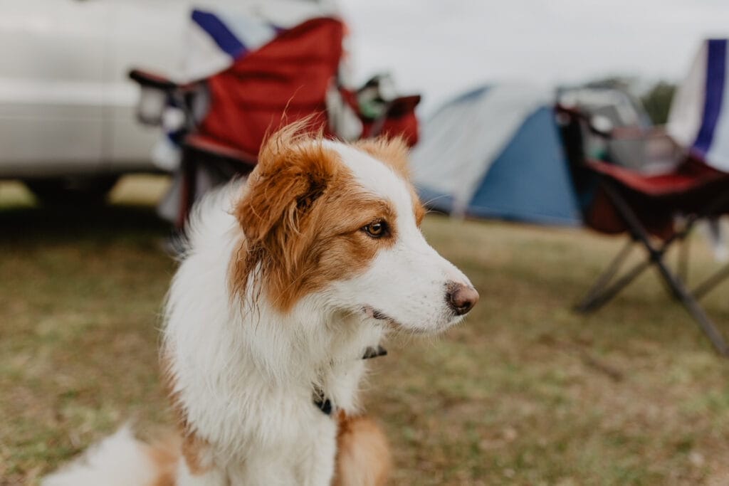 How to Convince Your Friends to Go Camping With You, Photo by Kate Reynolds, camping, dog