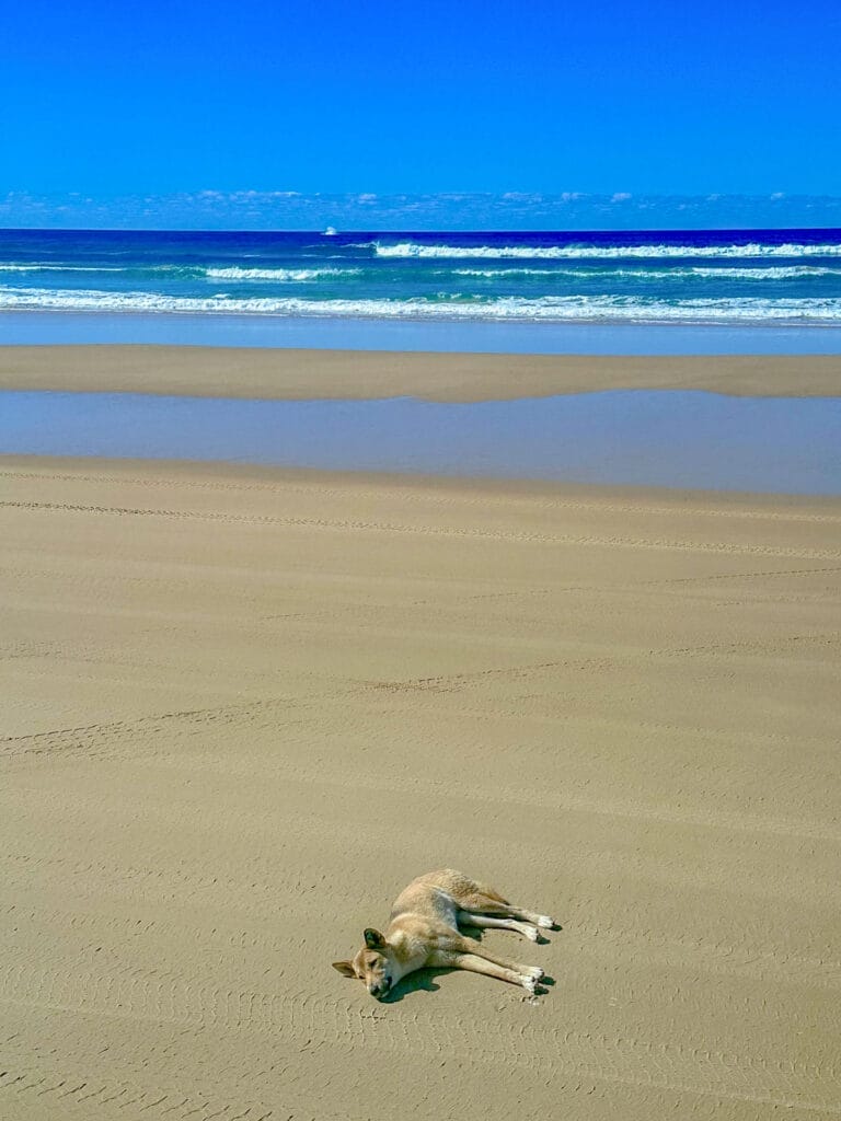 These Queensland Adventures Are Now Just a Single Flight out of Our Melbourne Winter, Photo by Kellie Floyd, qld, k'gari/fraser island, dingo lying on the beach