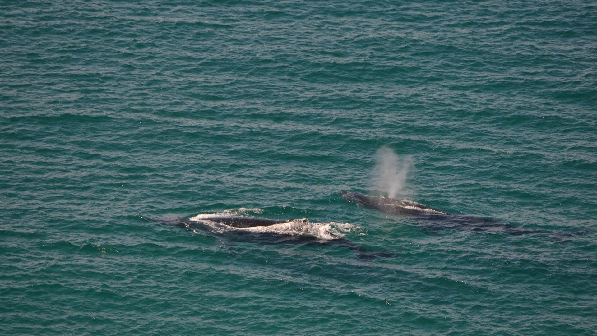 We Asked a Local For the Inside Scoop on a Central Coast Adventure Weekend, Photo by Sophie Turner, sponsored, central coast, nsw, humpback whales