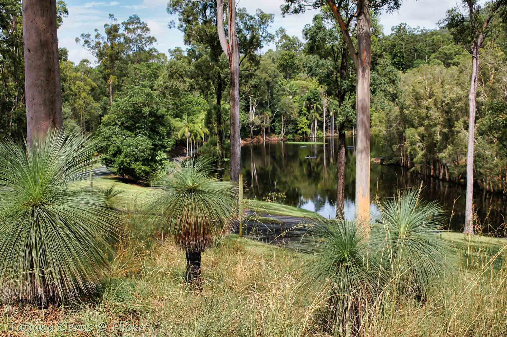 10 Best Walks Near Brisbane 2024, Queensland, shot by @tgerus . Pond, palm trees, Mt Coot-tha botanic gardens