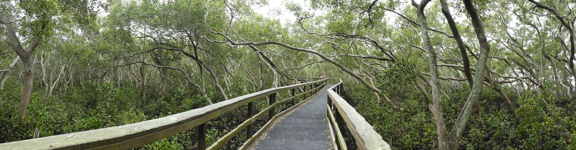 10 Best Walks Near Brisbane 2024, Queensland, shot by L@veritycridland on Flickr. Mangrove Boardwalk