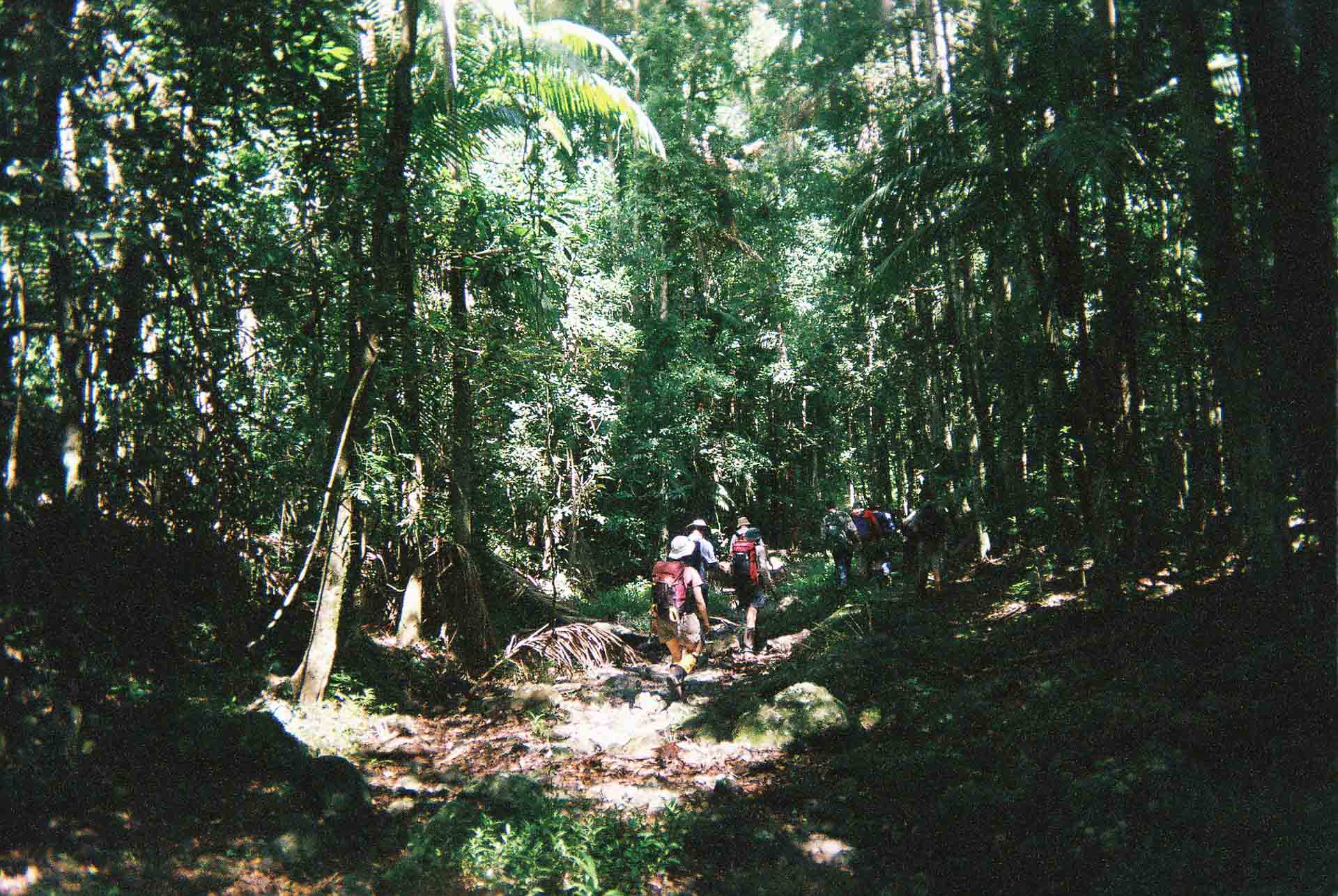 10 Best Walks Near Brisbane 2024, Queensland, shot by @kerr_at_large on Flickr. Northbrook Gorge, rainforest, canopy