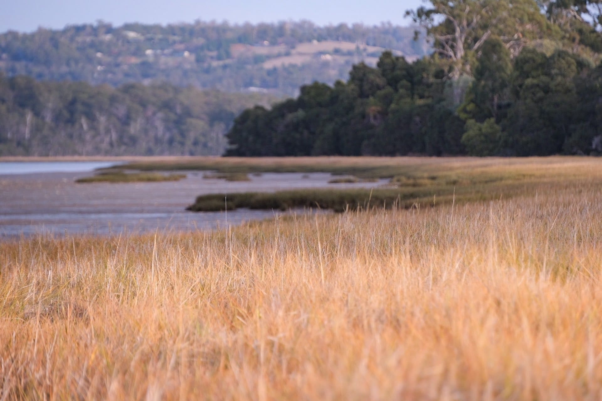 The Tassie's Little Swan Point Walk is a Nature-Filled Stroll for the Whole Family, Lisa Ikin, Tamar River, Tasmania, wetlands