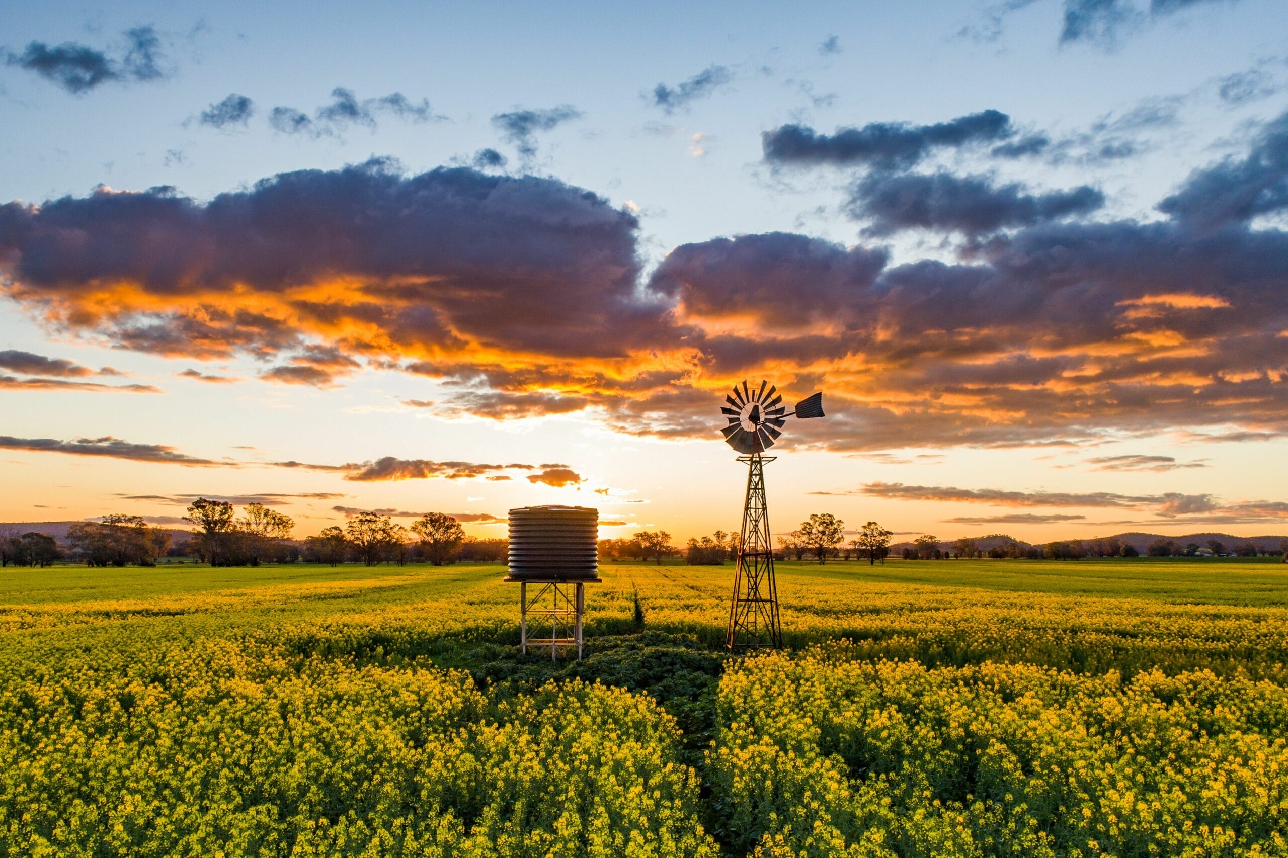 Cowra Canola Crops, sunset, Credit Cowra Tourism