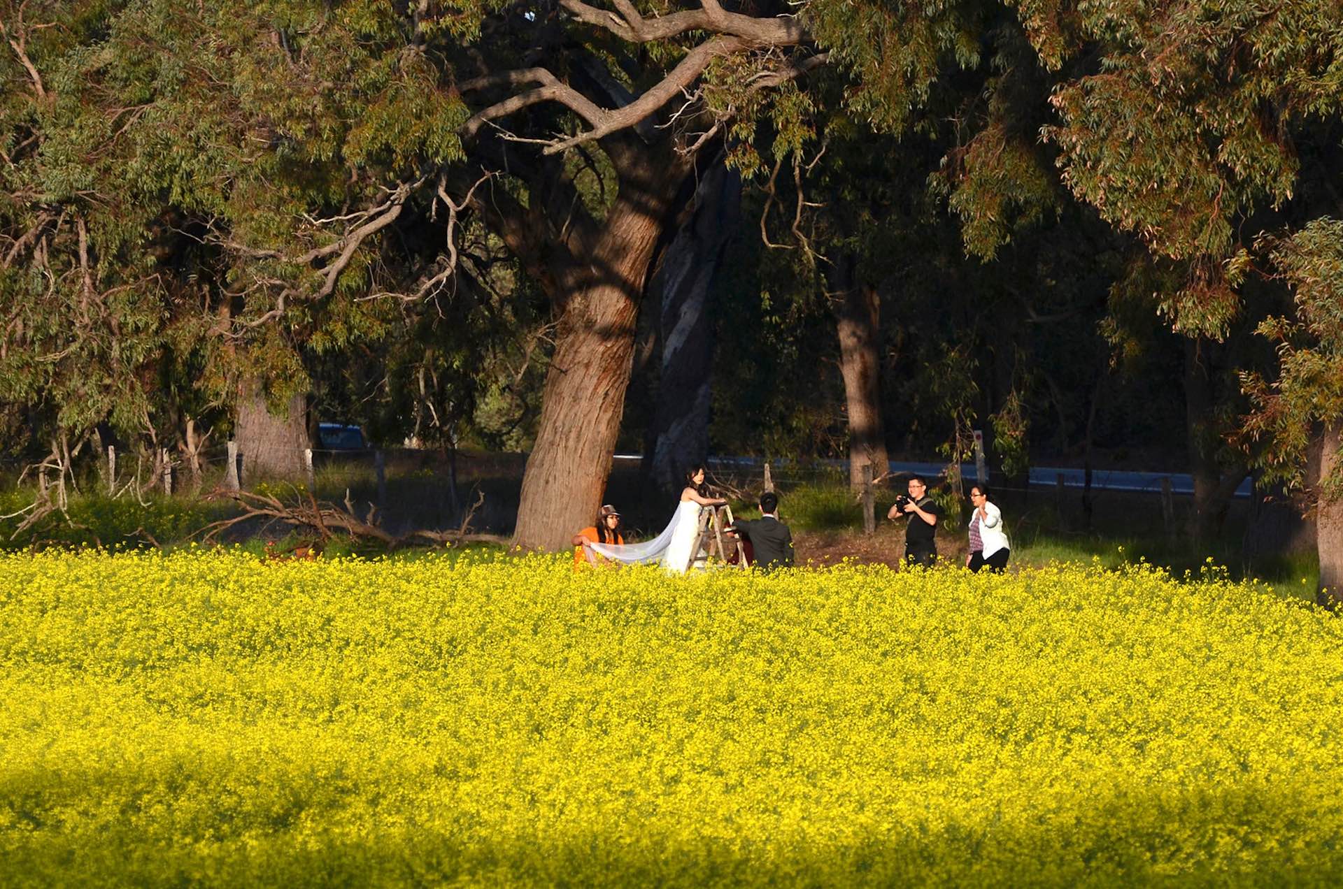 Spot Canola in York Just 1.5 hours from Perth, Flickr image by @jean_hort, canola field, wedding, Perth, WA