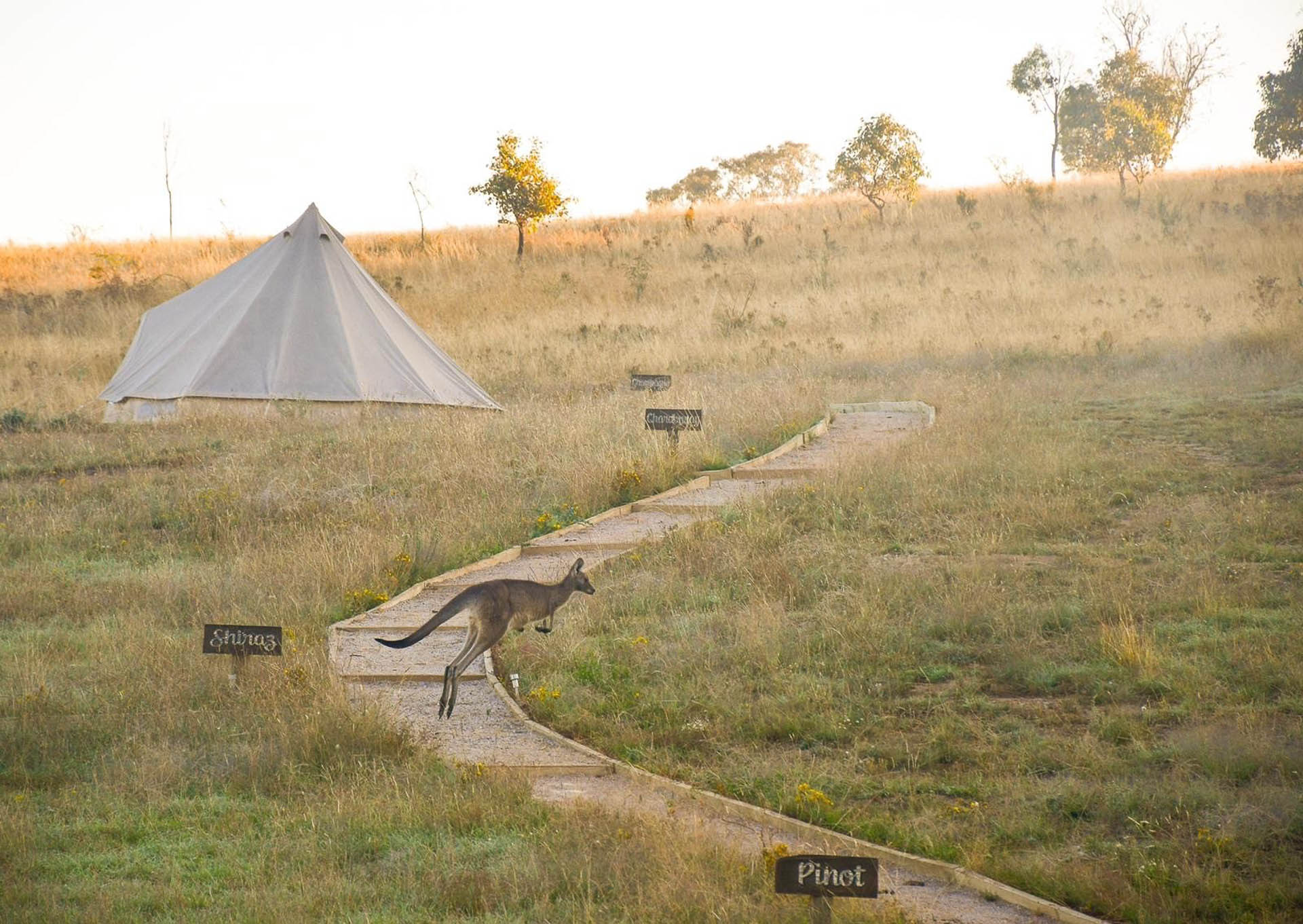 Discover the Best Glamping Spots Sydney Has For a Luxe Getaway, NSW, Photo by Destination NSW, Kangaroo, Glenayr Farm Mudgee